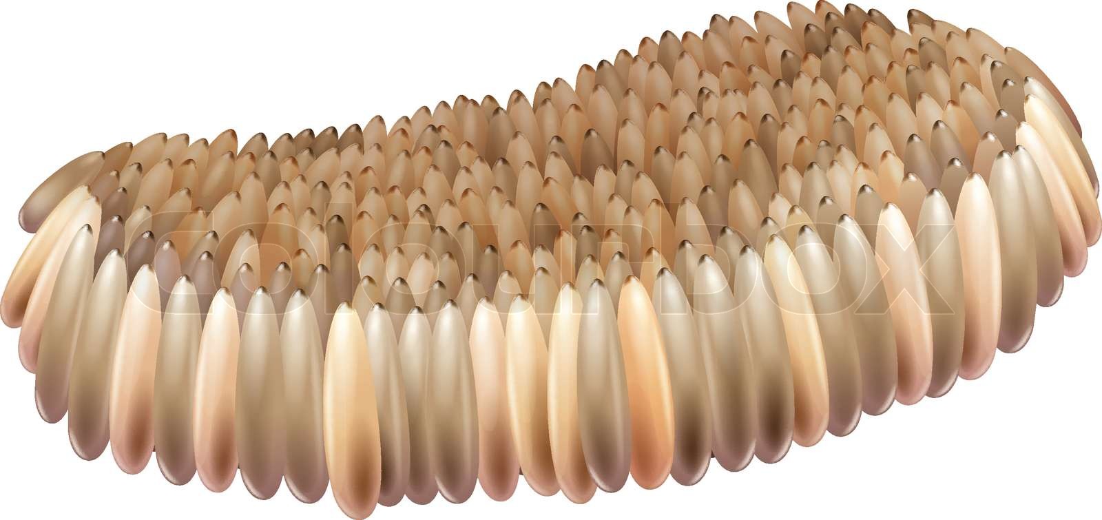 Mosquito egg Stock vector Colourbox