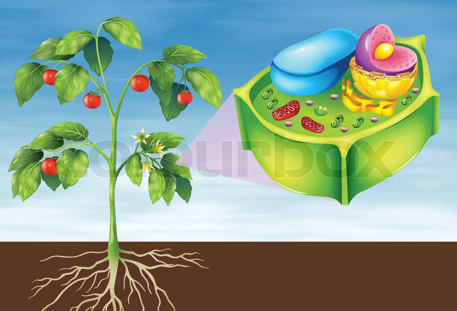 Plant Cell Stock Vector Colourbox