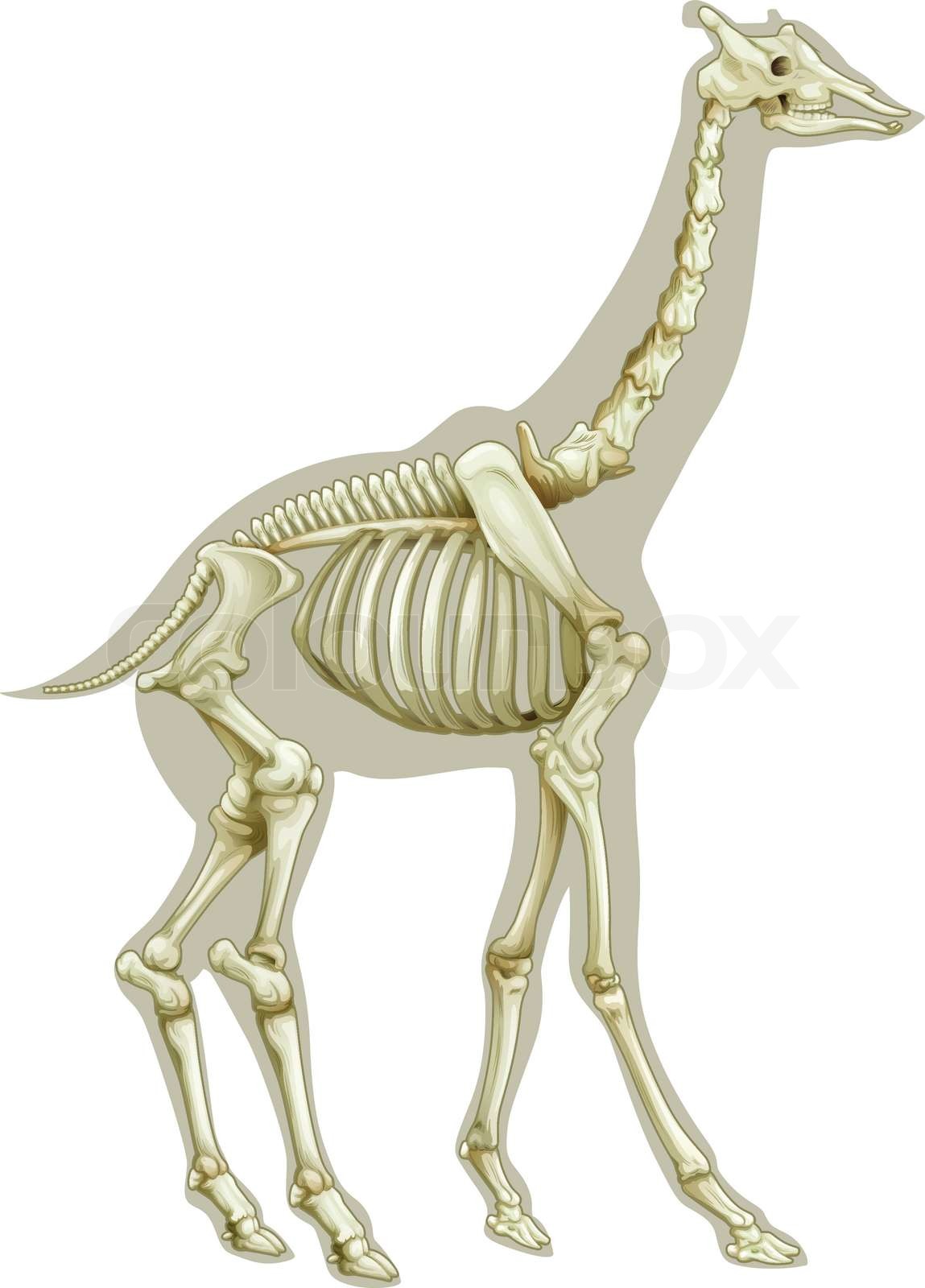 Giraffe skeletal system | Stock vector | Colourbox