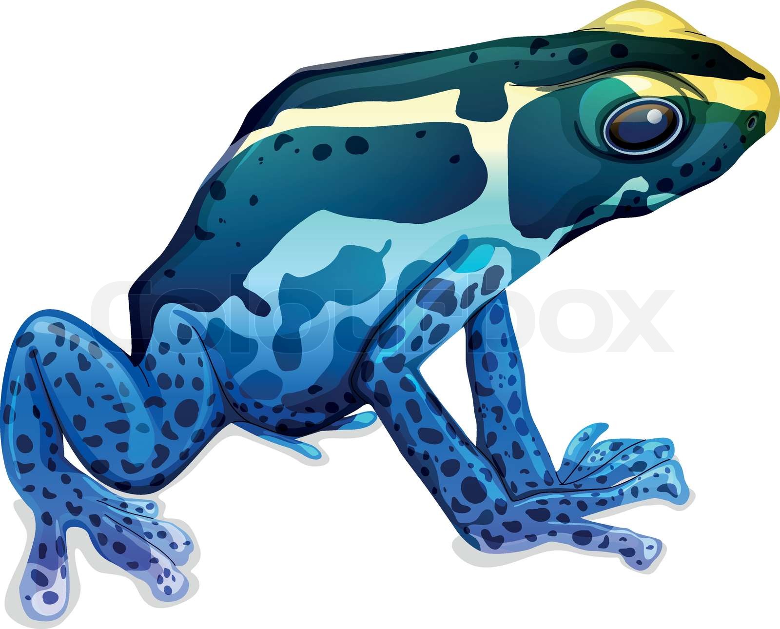 Poison dart frog | Stock vector | Colourbox
