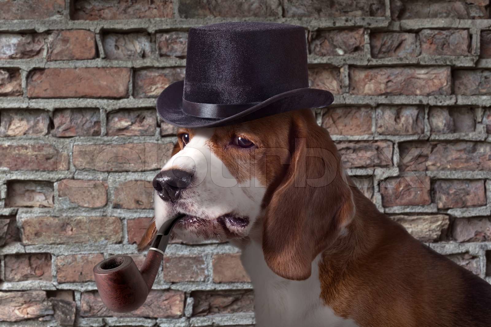 detective Stock image Colourbox