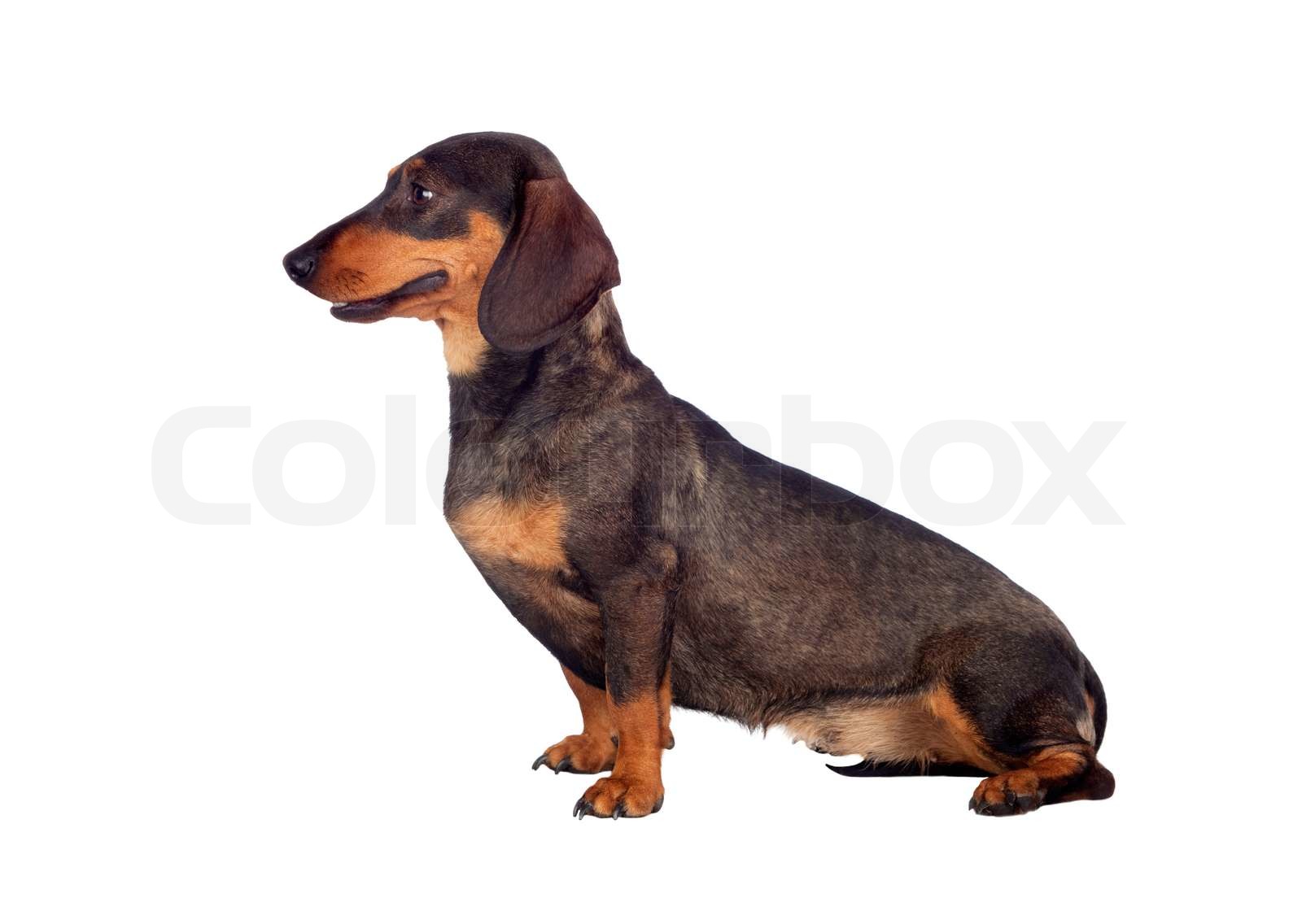 Beautiful dog teckel | Stock image | Colourbox