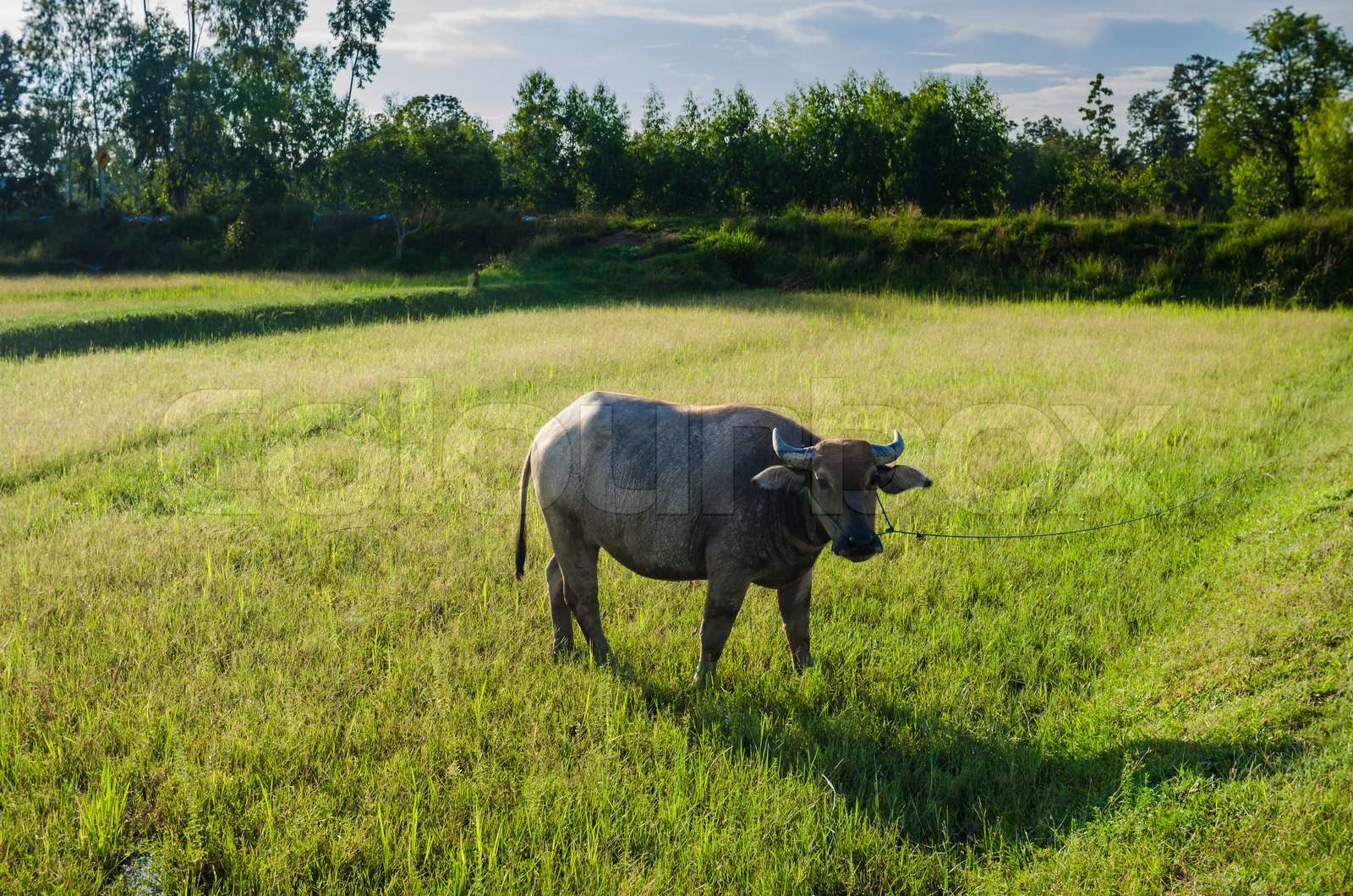 Thai buffalo | Stock image | Colourbox