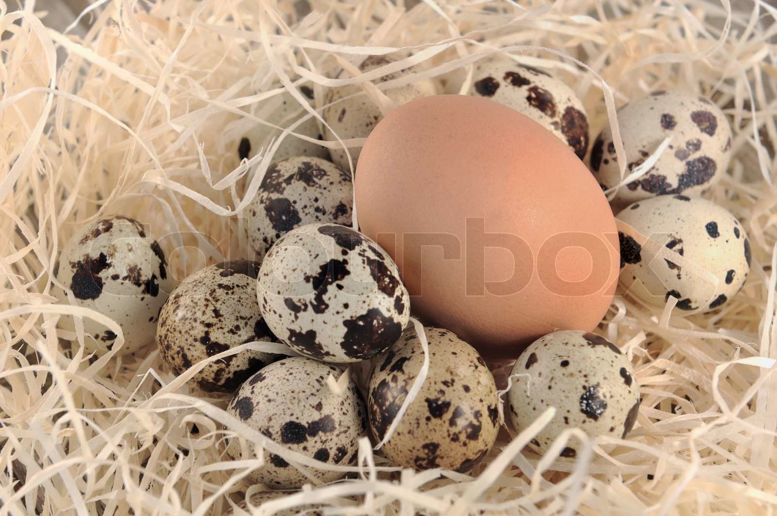 big and small eggs | Stock image | Colourbox