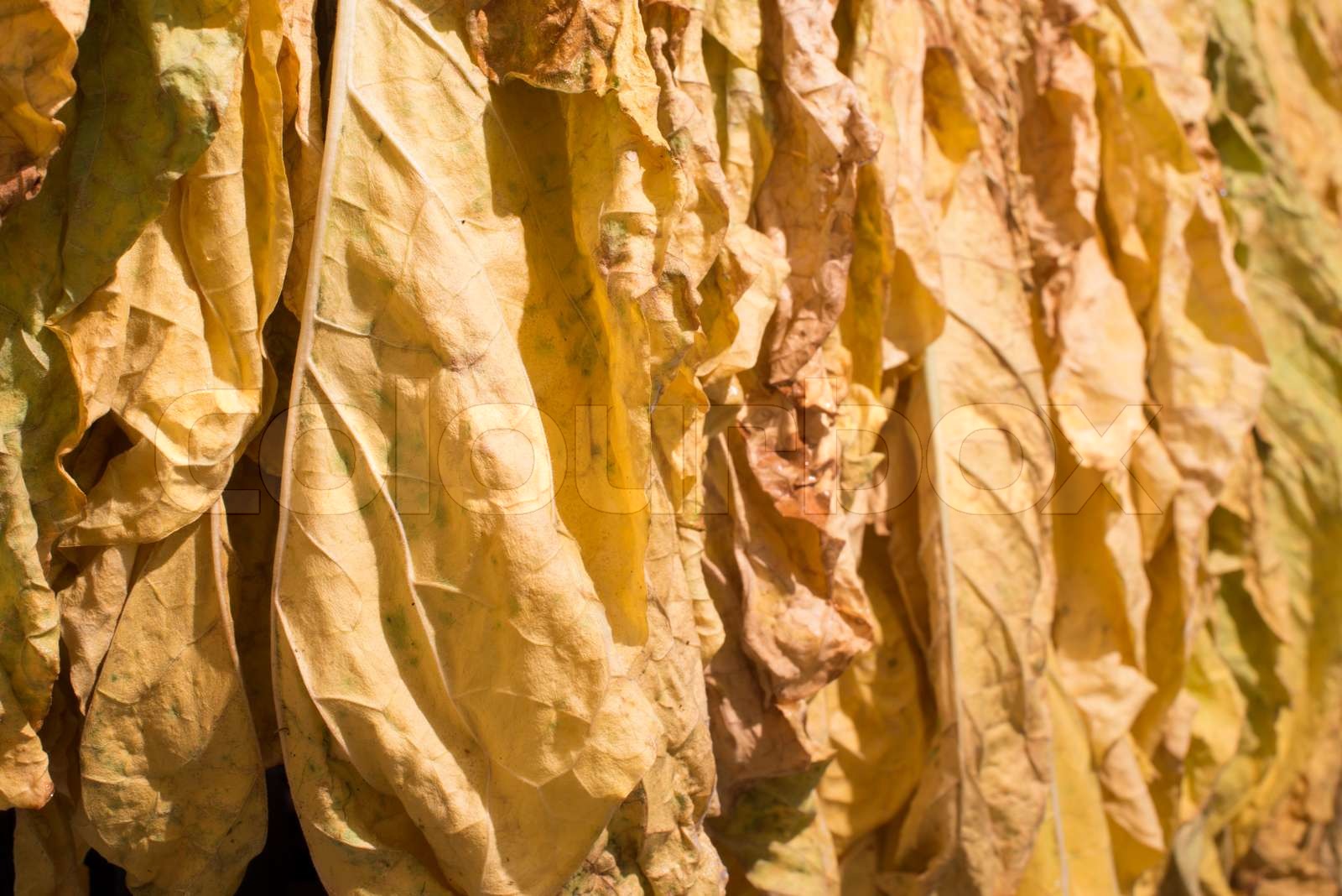 Dried tobacco leaves | Stock image | Colourbox