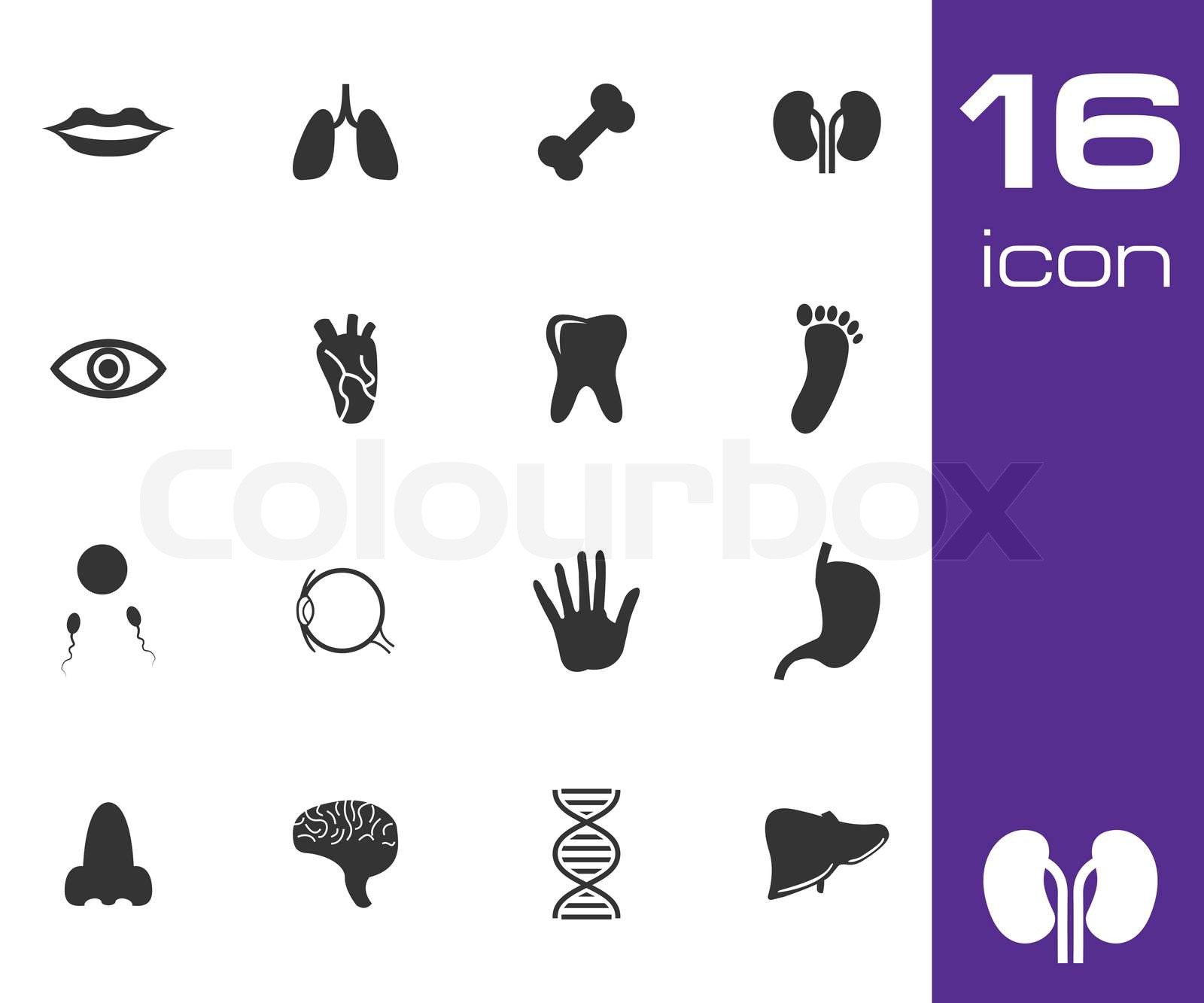 Vector Black Anatomy Icons Set Stock Vector Colourbox