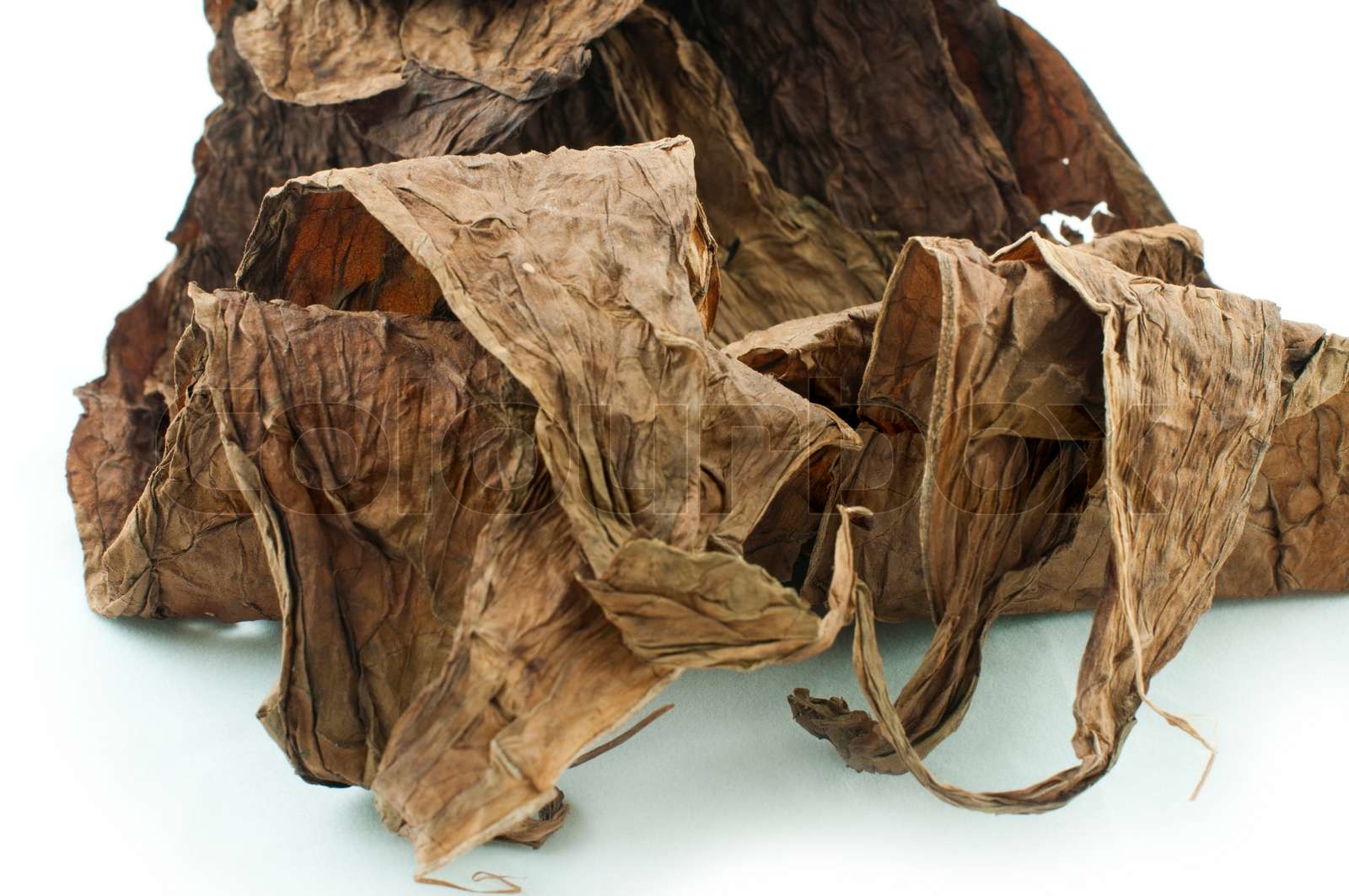 Dried tobacco leaves | Stock image | Colourbox