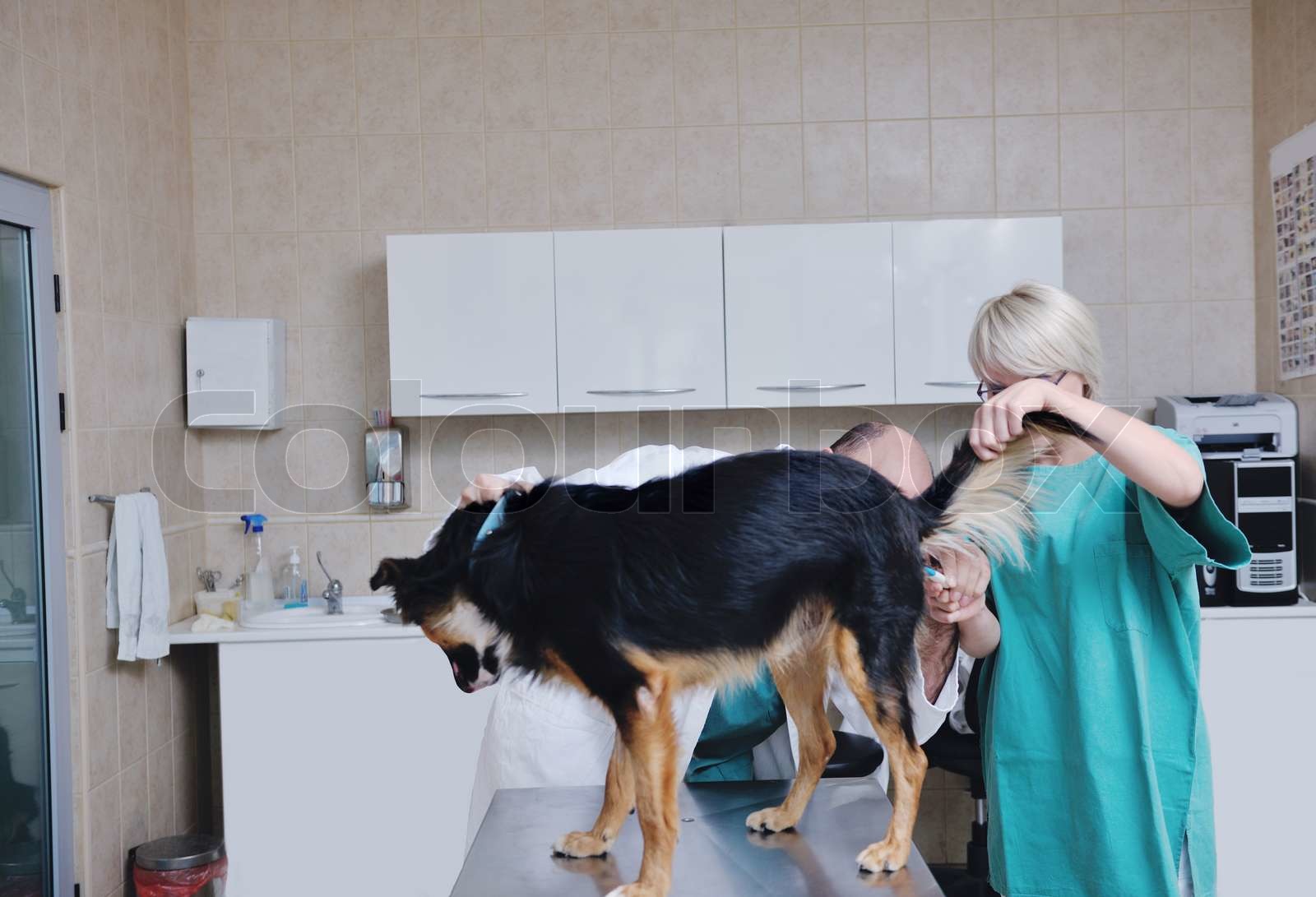 veterinarian and assistant in a small animal clinic Stock image