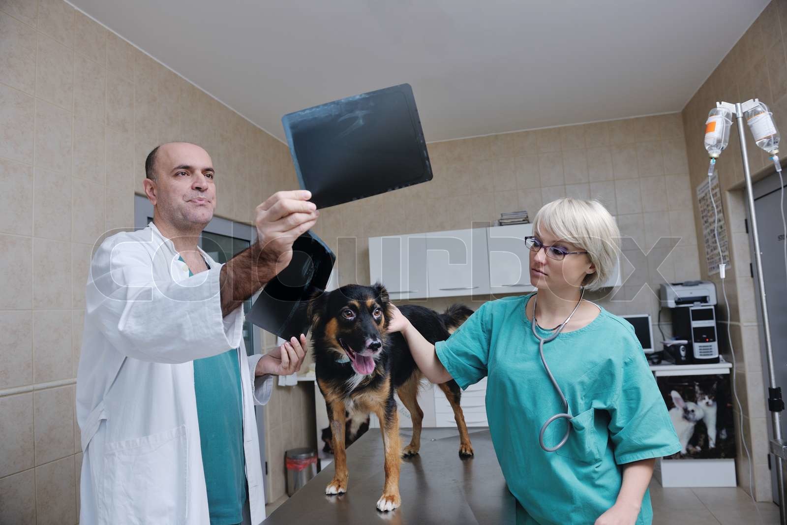veterinarian and assistant in a small animal clinic Stock image