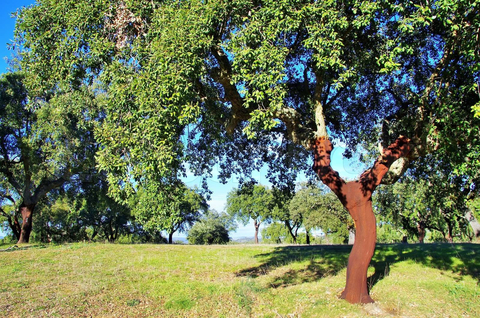 cork tree in Portugal, Alentejo region Stock image Colourbox