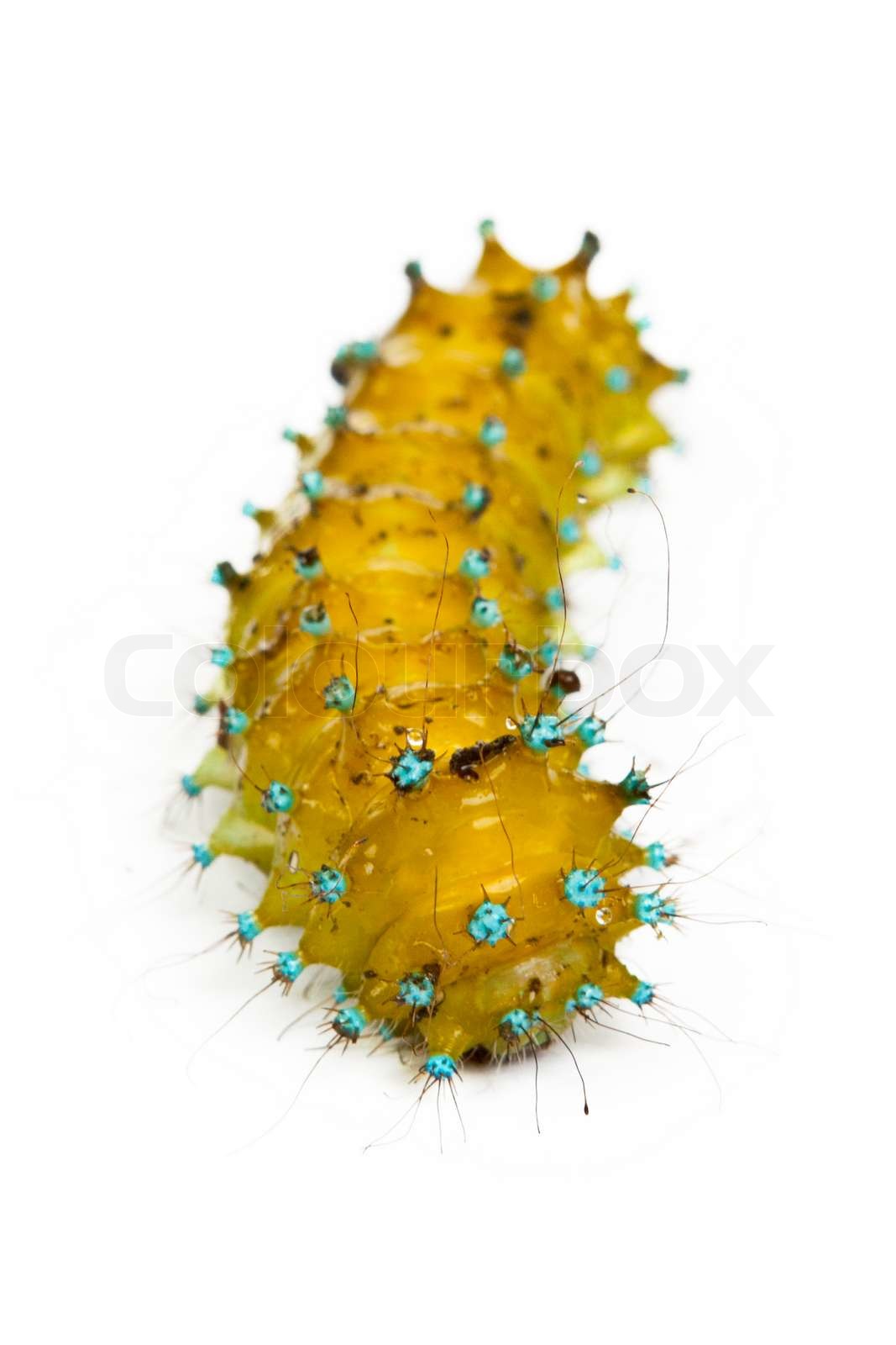 caterpillar | Stock image | Colourbox