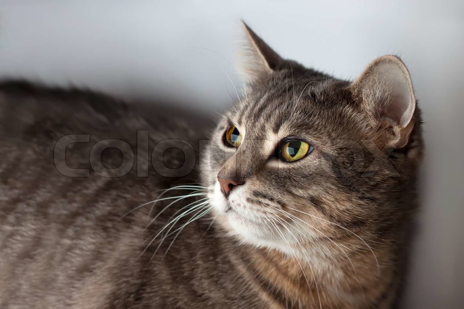 An Cat portrait of domestic cat | Stock image | Colourbox