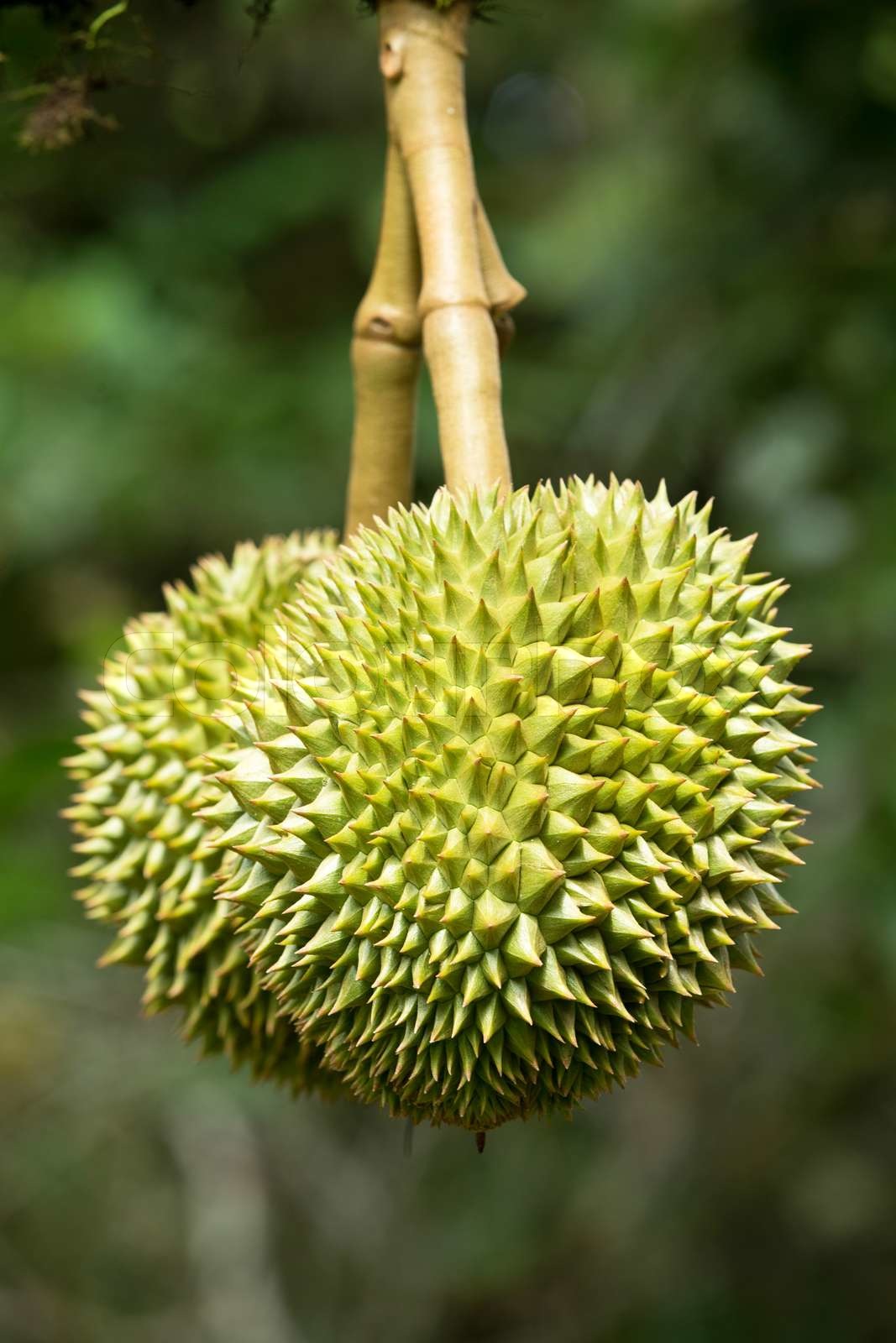 durian | Stock image | Colourbox