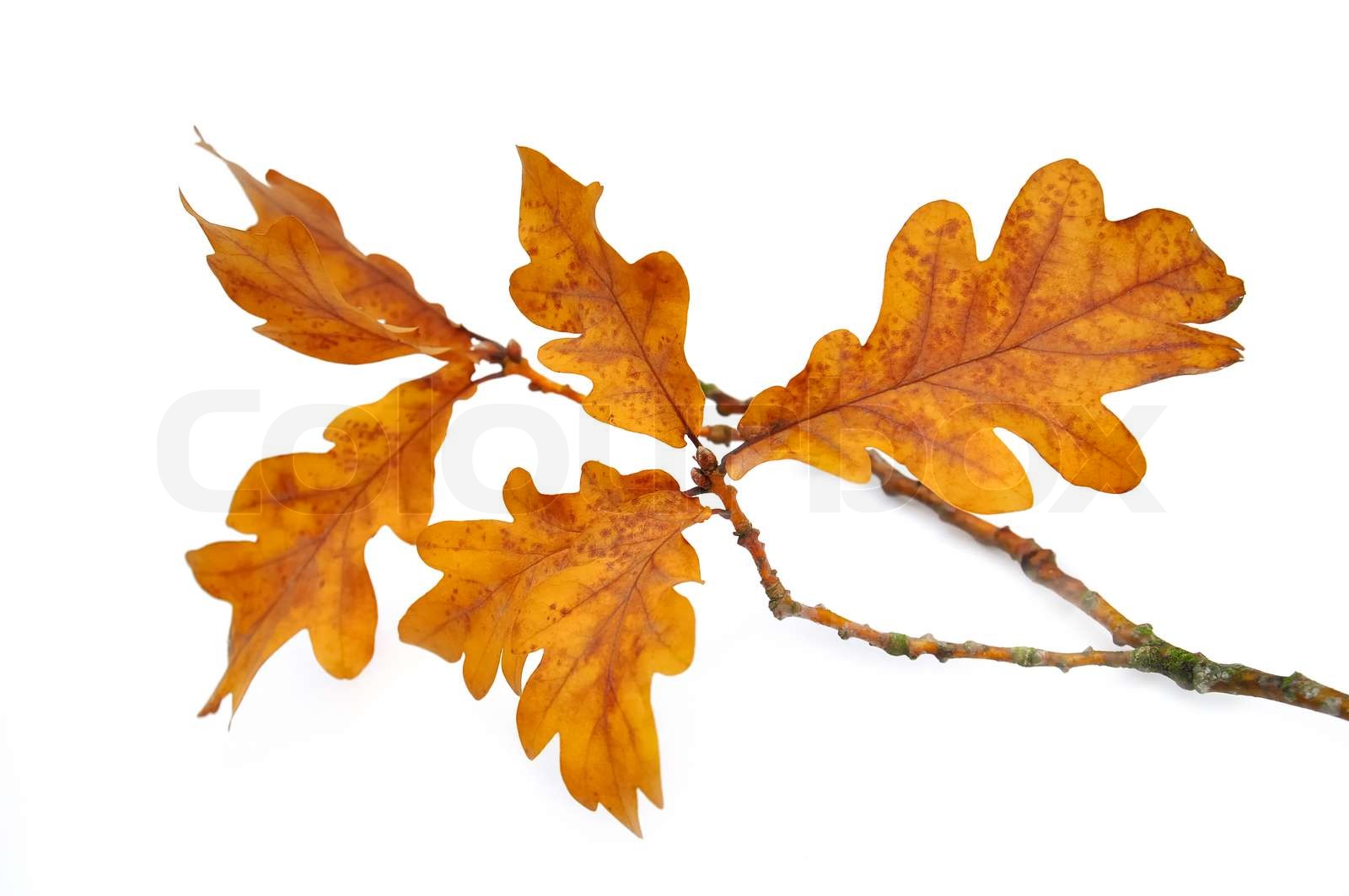 Eichenlaub Stock Bild Colourbox