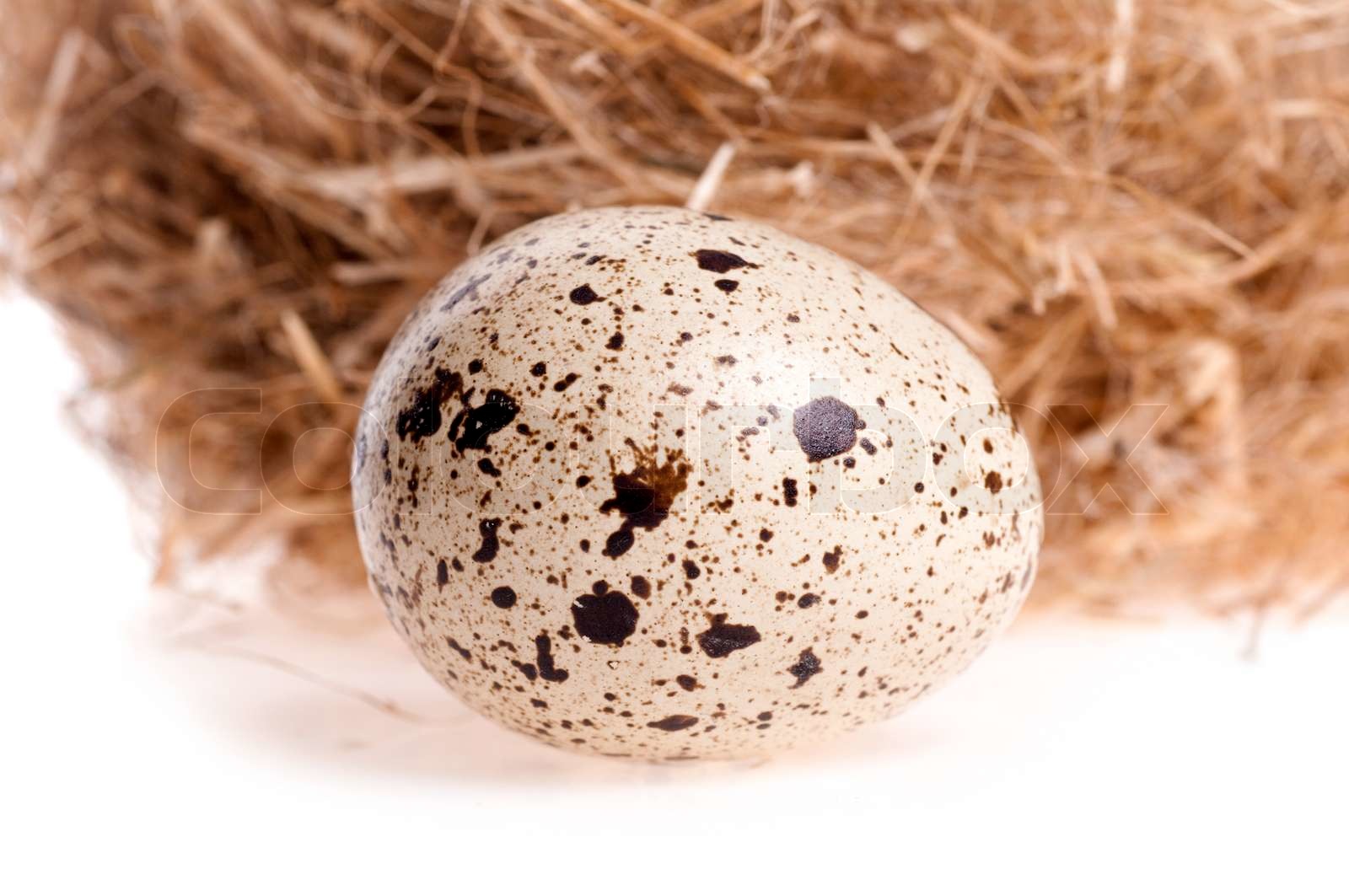 Wachtelei auf dem Hintergrund des Steckplatzes auf der weißen Stock