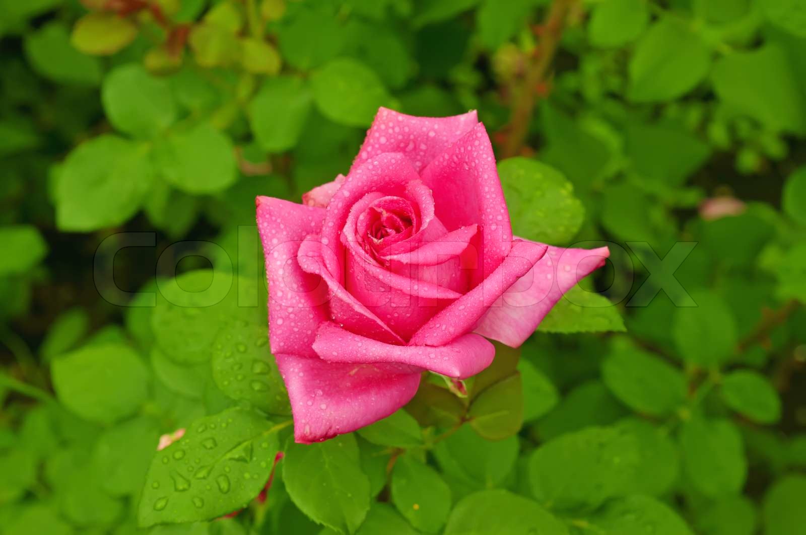 Pink rose | Stock image | Colourbox