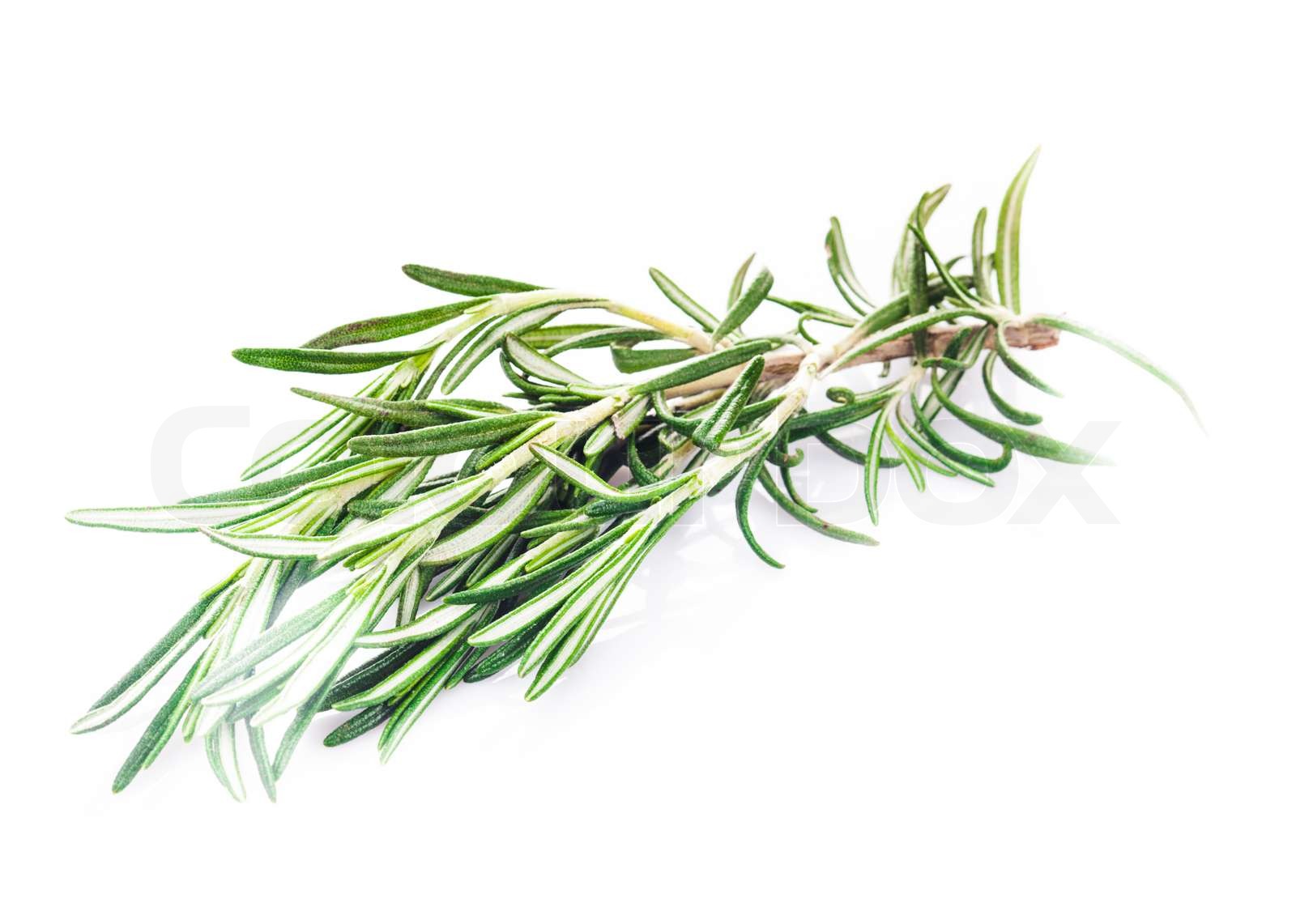 rosemary leaf isolated Stock image Colourbox