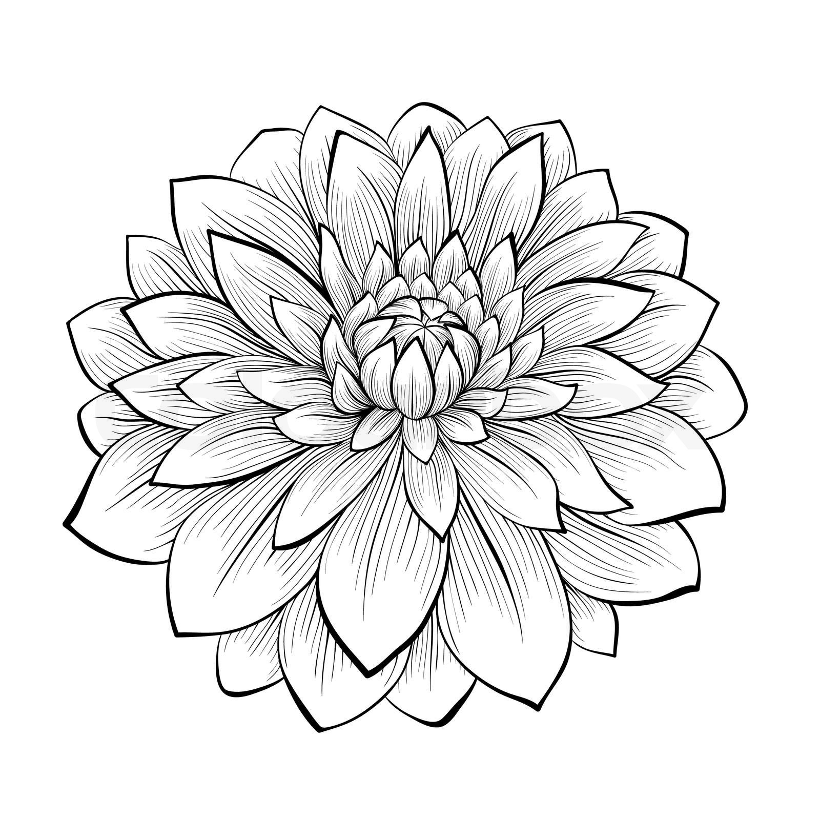 Dahlia Blomst Tegning Stock Vektor Colourbox