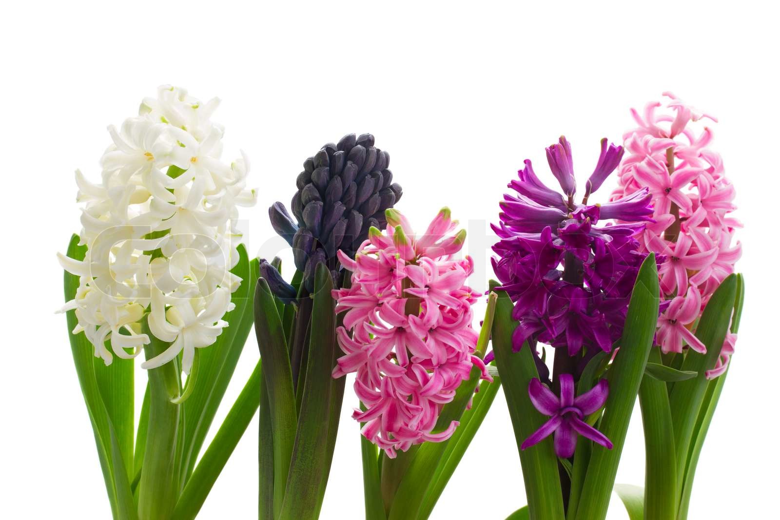 Hyazinthen Als Schnittblumen