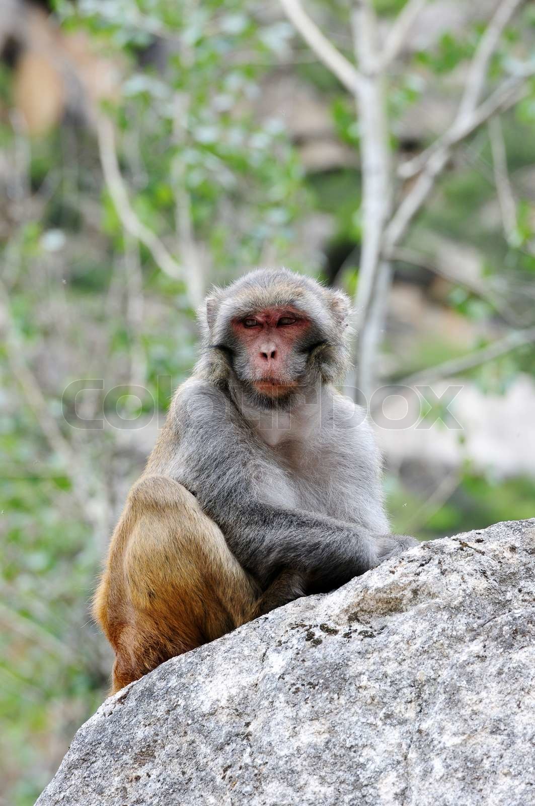 Tibetan monkey single | Stock image | Colourbox