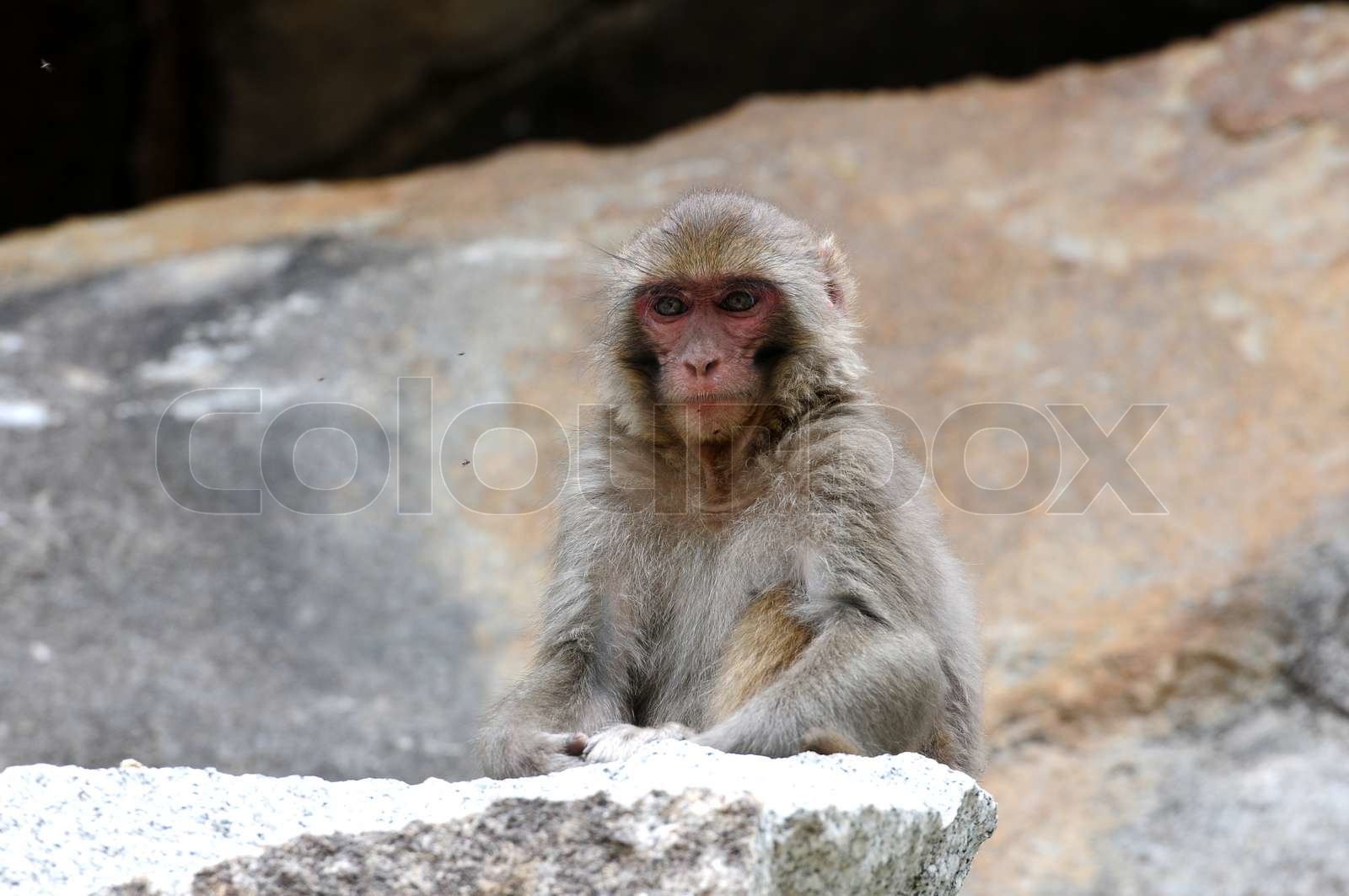 Tibetan monkey single | Stock image | Colourbox