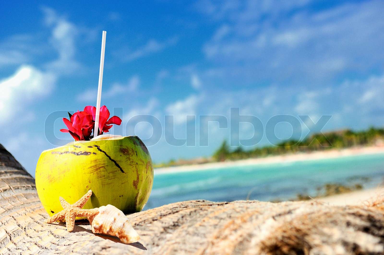 coconuts on the beach Stock image Colourbox