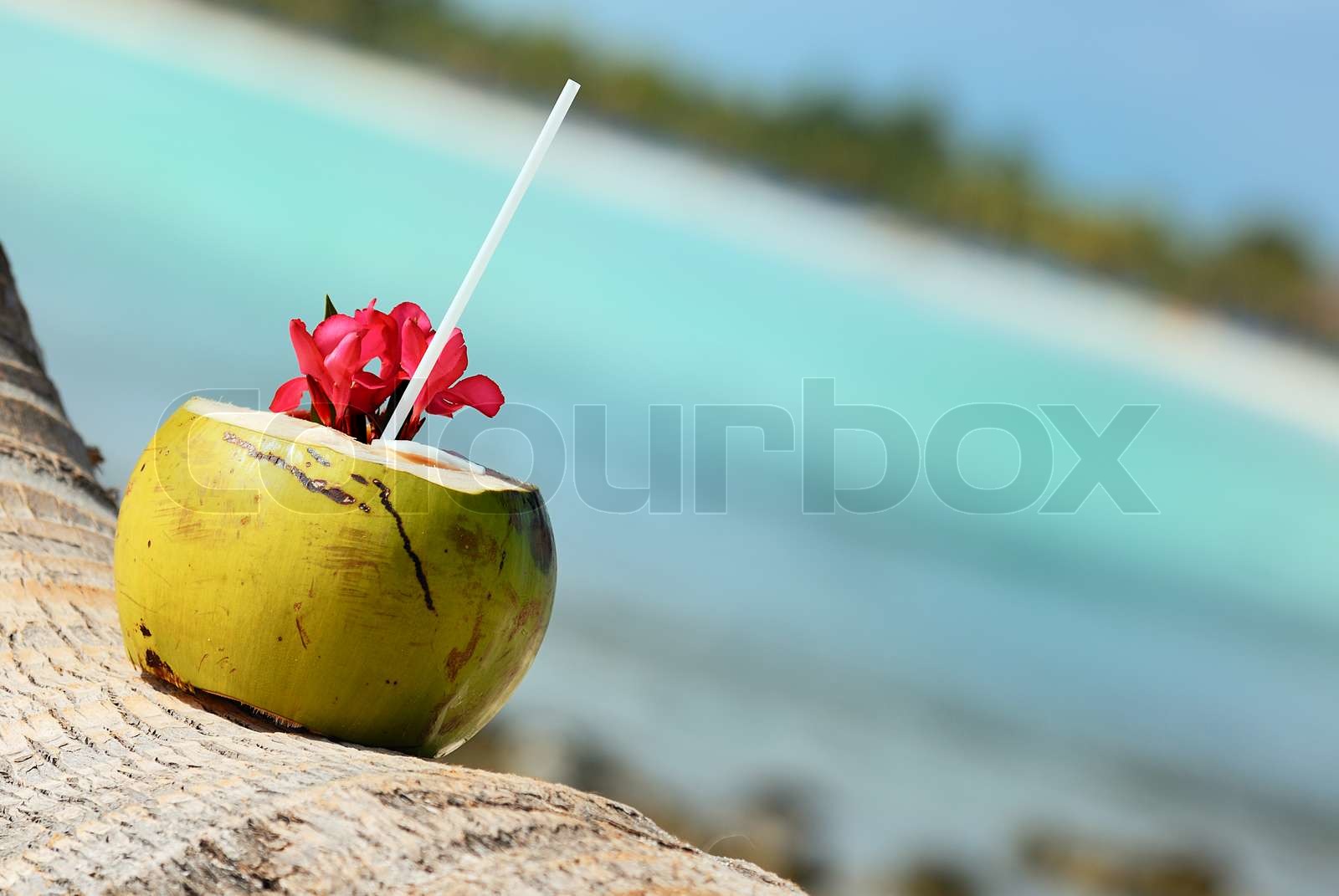 coconuts on the beach Stock image Colourbox