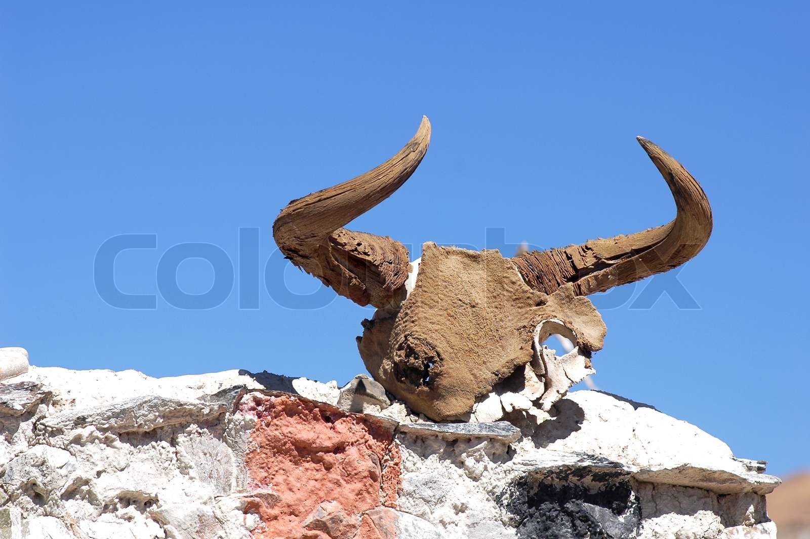 Yak head skull on the wall | Stock image | Colourbox