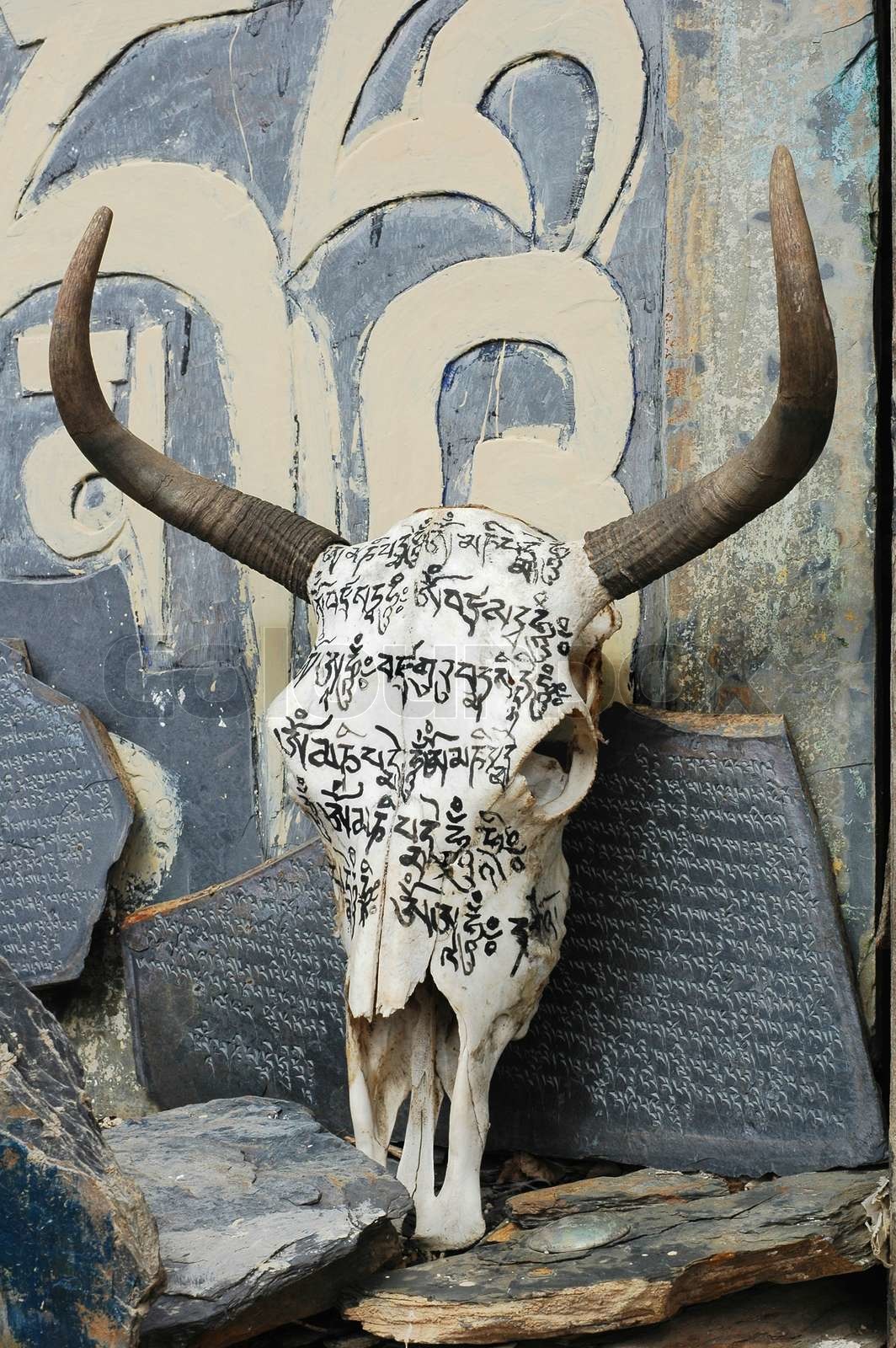 Yak skull in Tibet | Stock image | Colourbox
