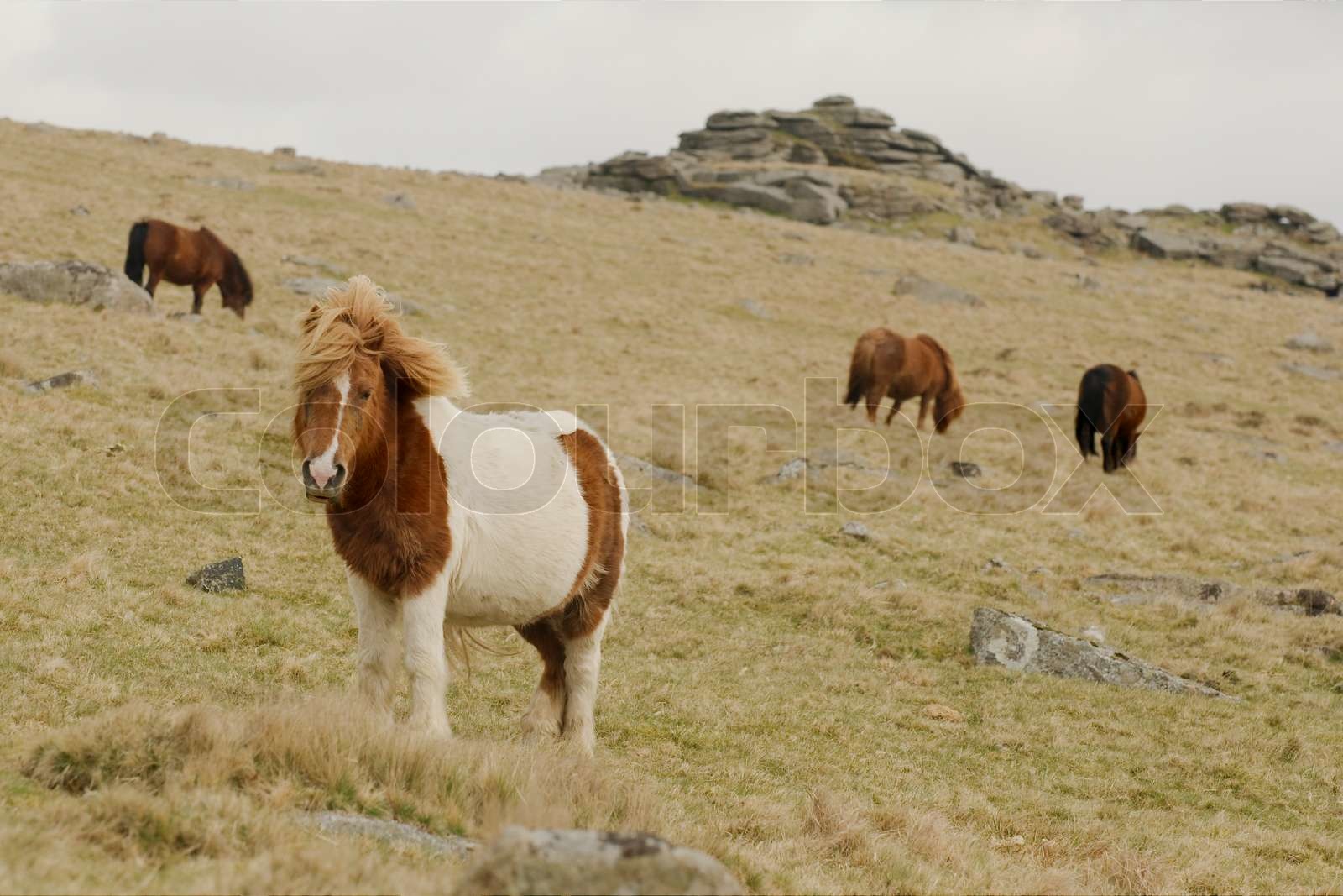 Dartmoor ponies Stock image Colourbox