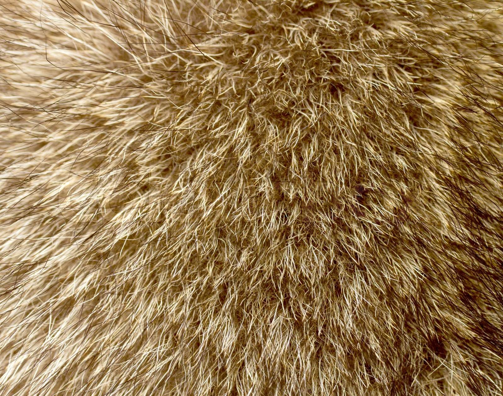Close up of an animal fur Stock image Colourbox