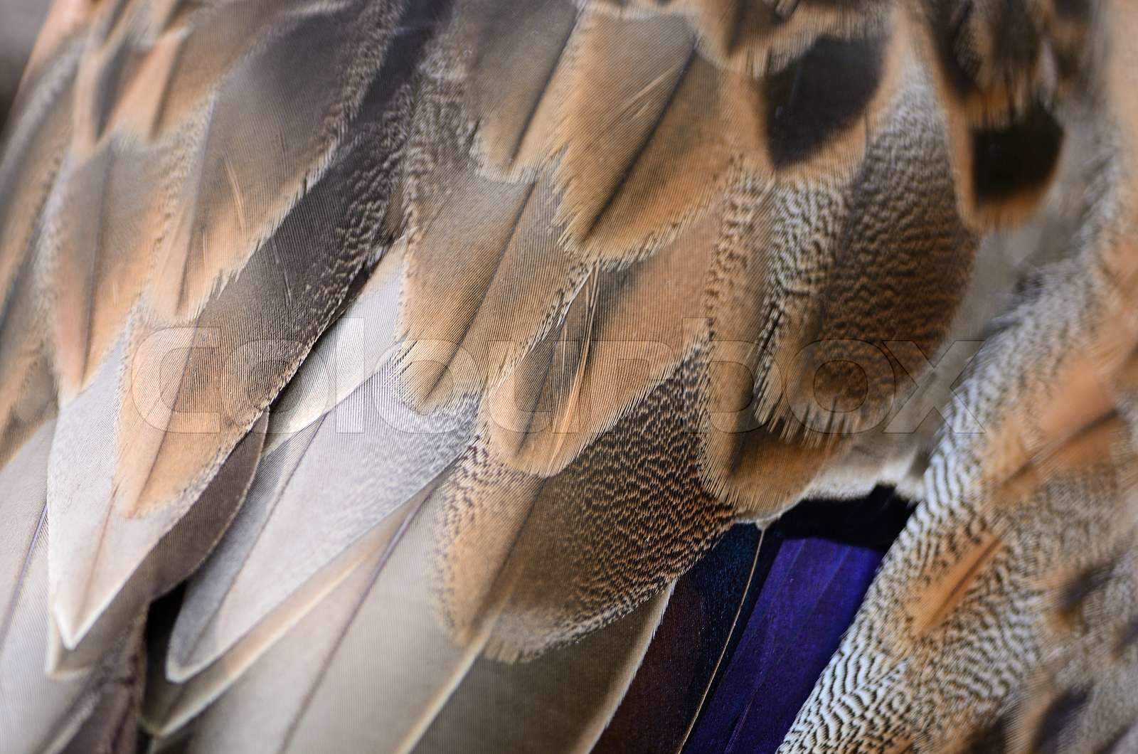 Duck feathers Stock image Colourbox
