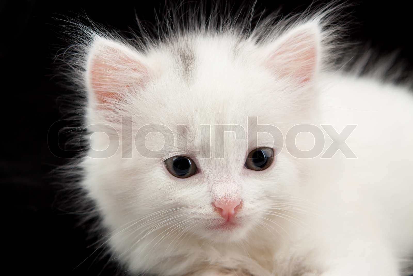 little white kitten Stock image Colourbox