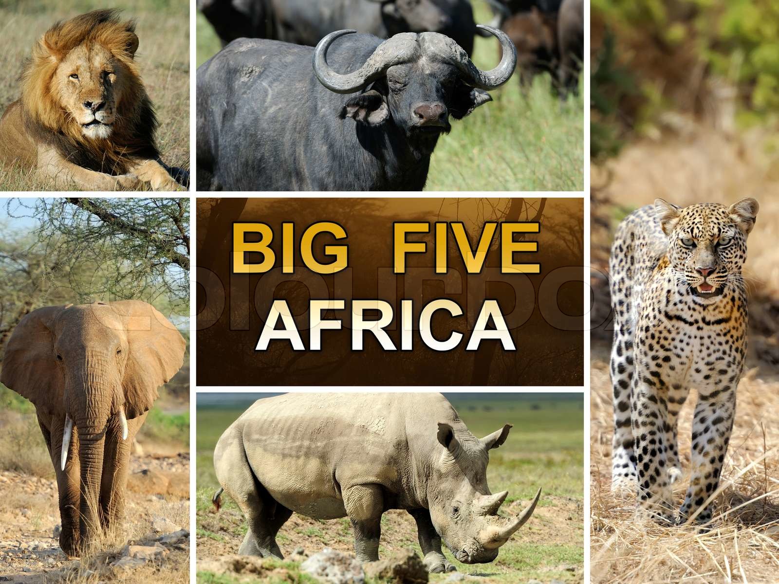 The Big Five Stock Image Colourbox