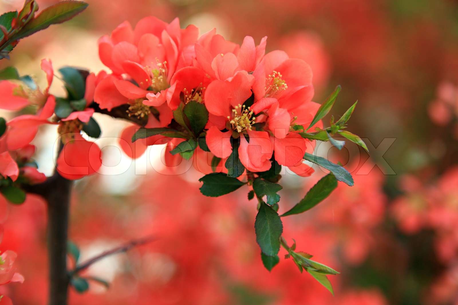 Japanese flowering quince branches. | Stock image | Colourbox