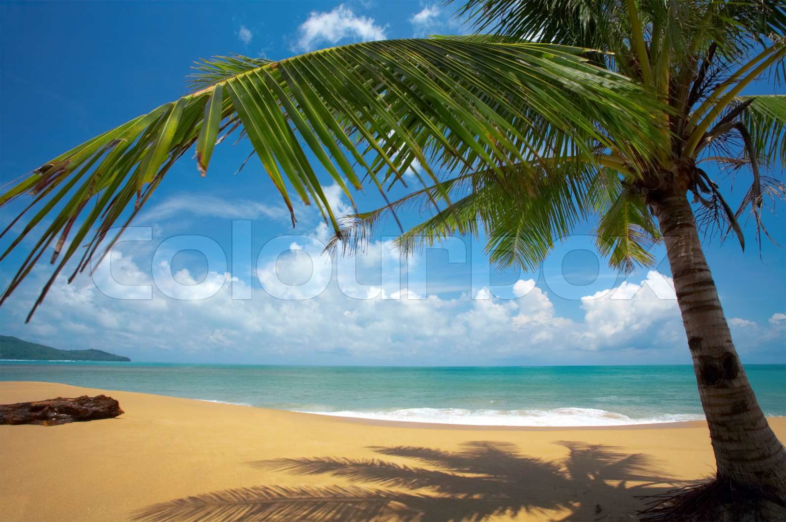 tropic beach Stock image Colourbox