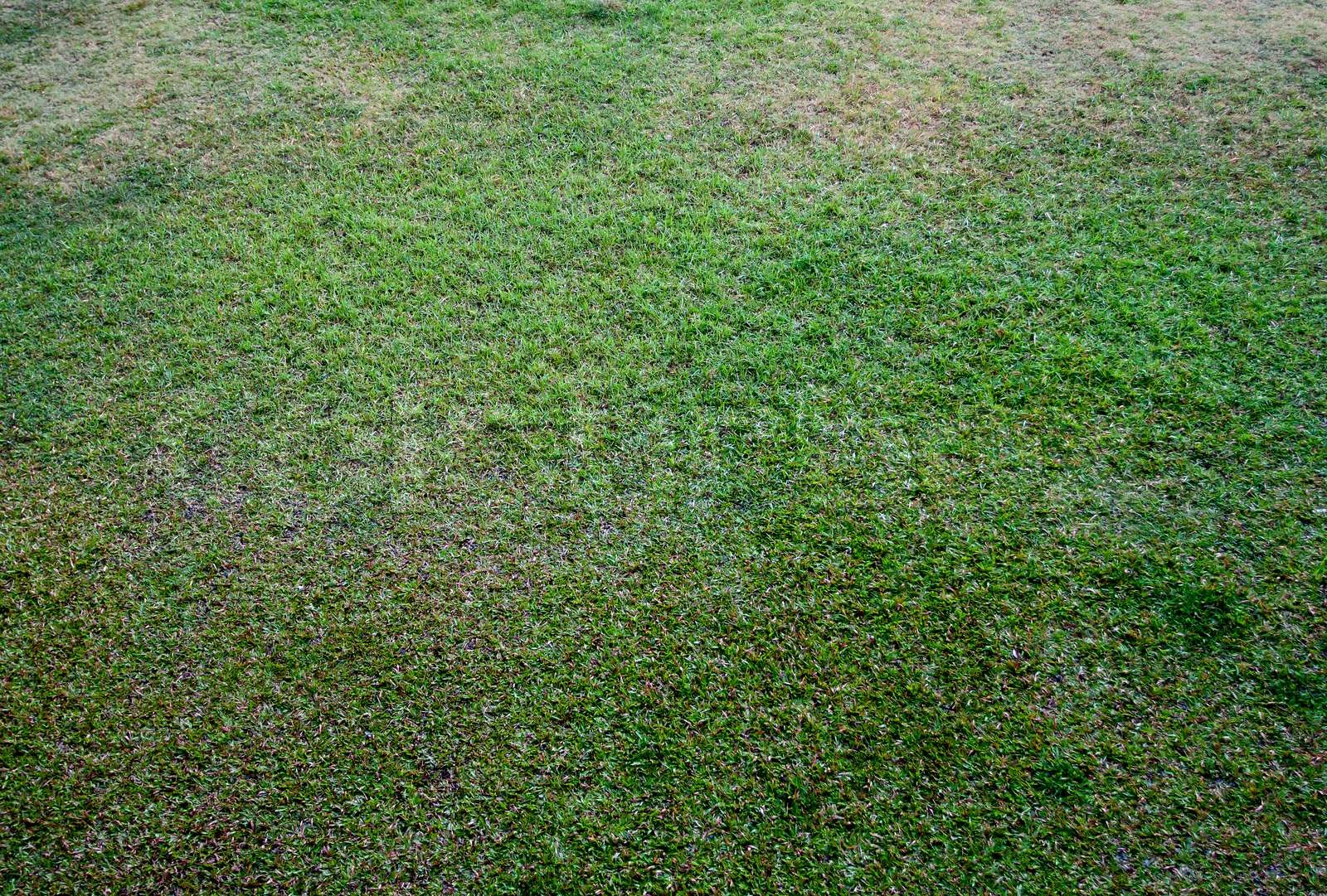 Seamless Tileable grüne Gras-Textur. | Stock Bild | Colourbox