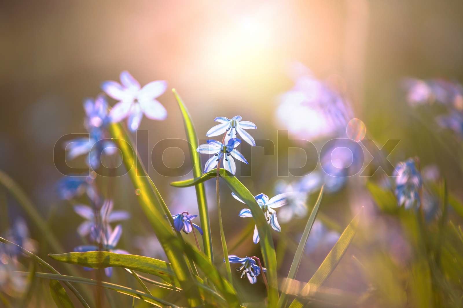 Scilla Stock image Colourbox