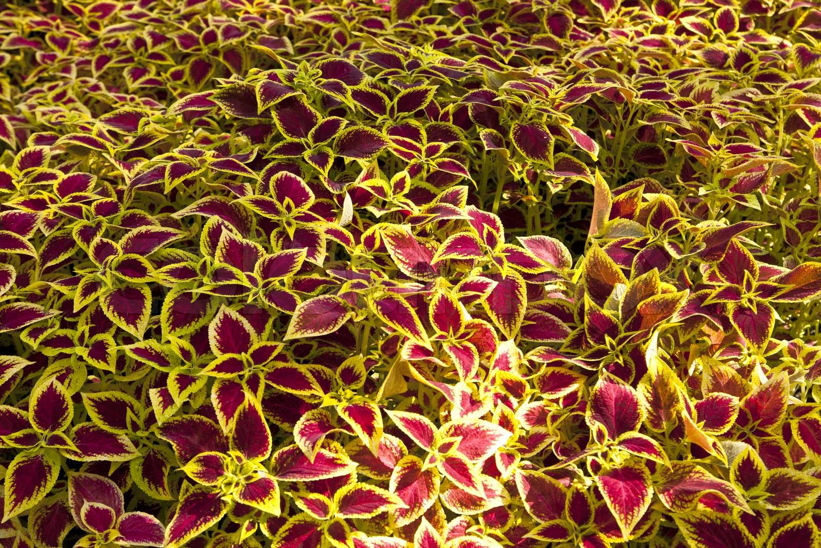 ornamental shrubs Stock image Colourbox