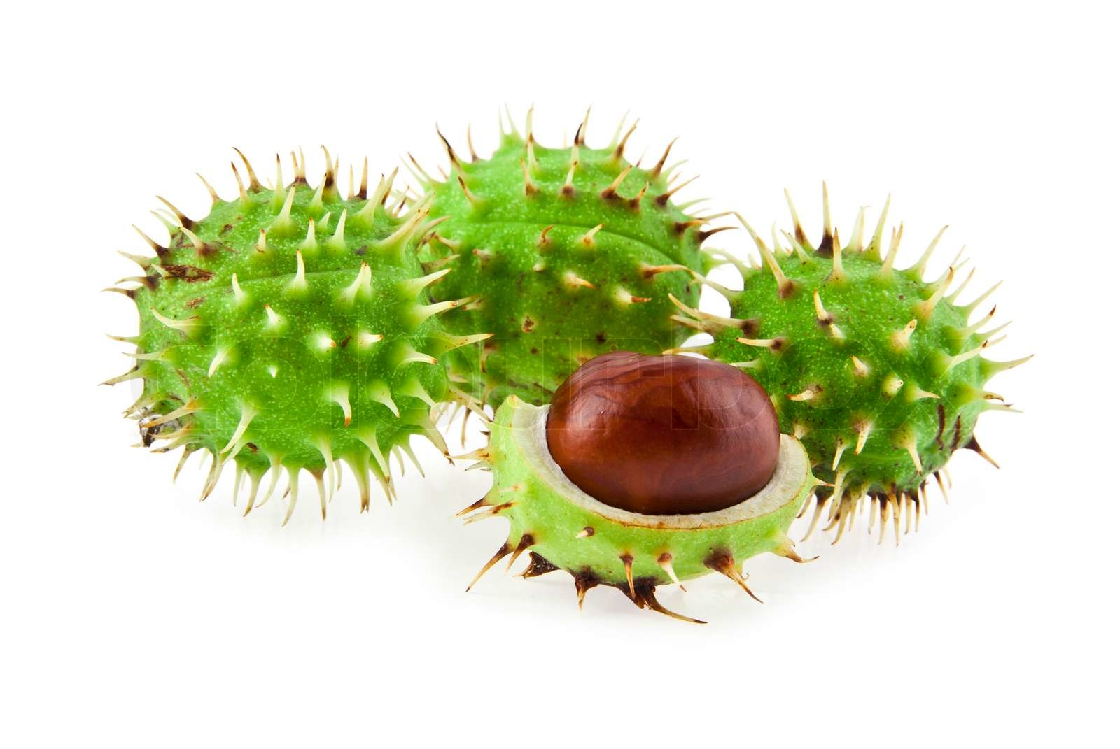 chestnuts Stock image Colourbox
