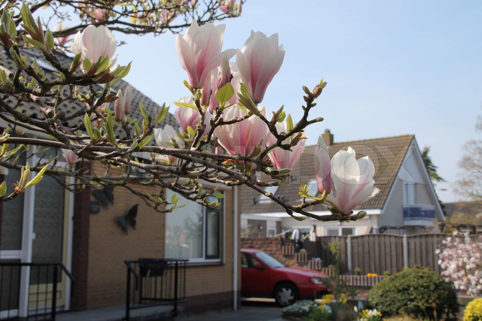 Baum aus Magnolien Magnolia mit blooming blumen im im