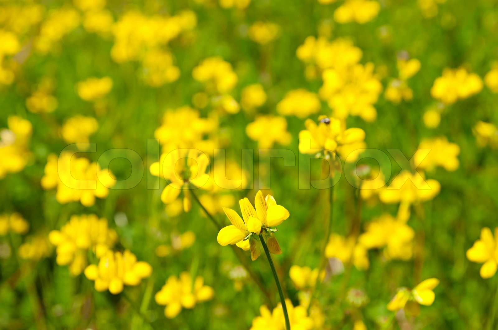 Gelbe Frühlingsblumen Stock Bild Colourbox