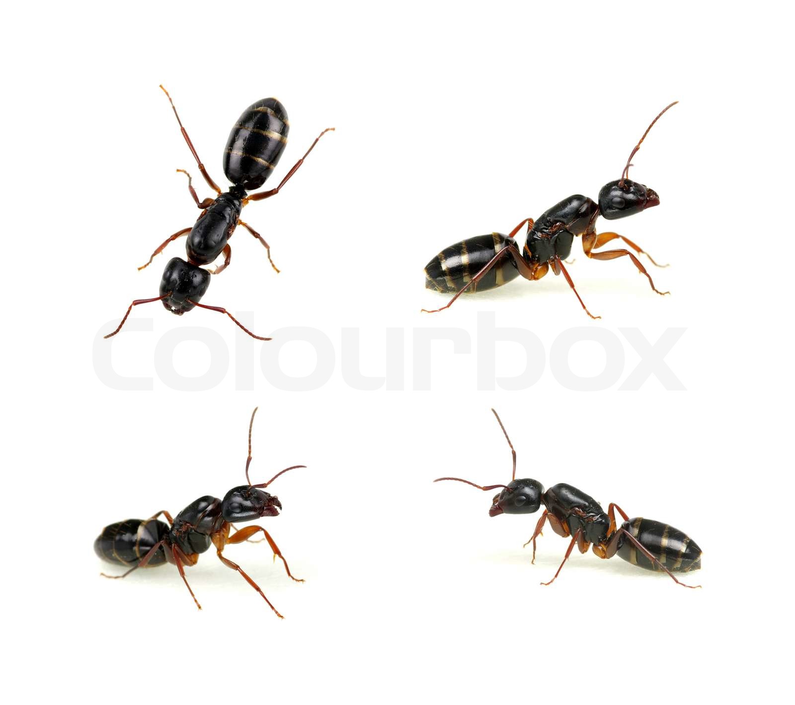 ameise, formicidae, tier Stock Bild Colourbox