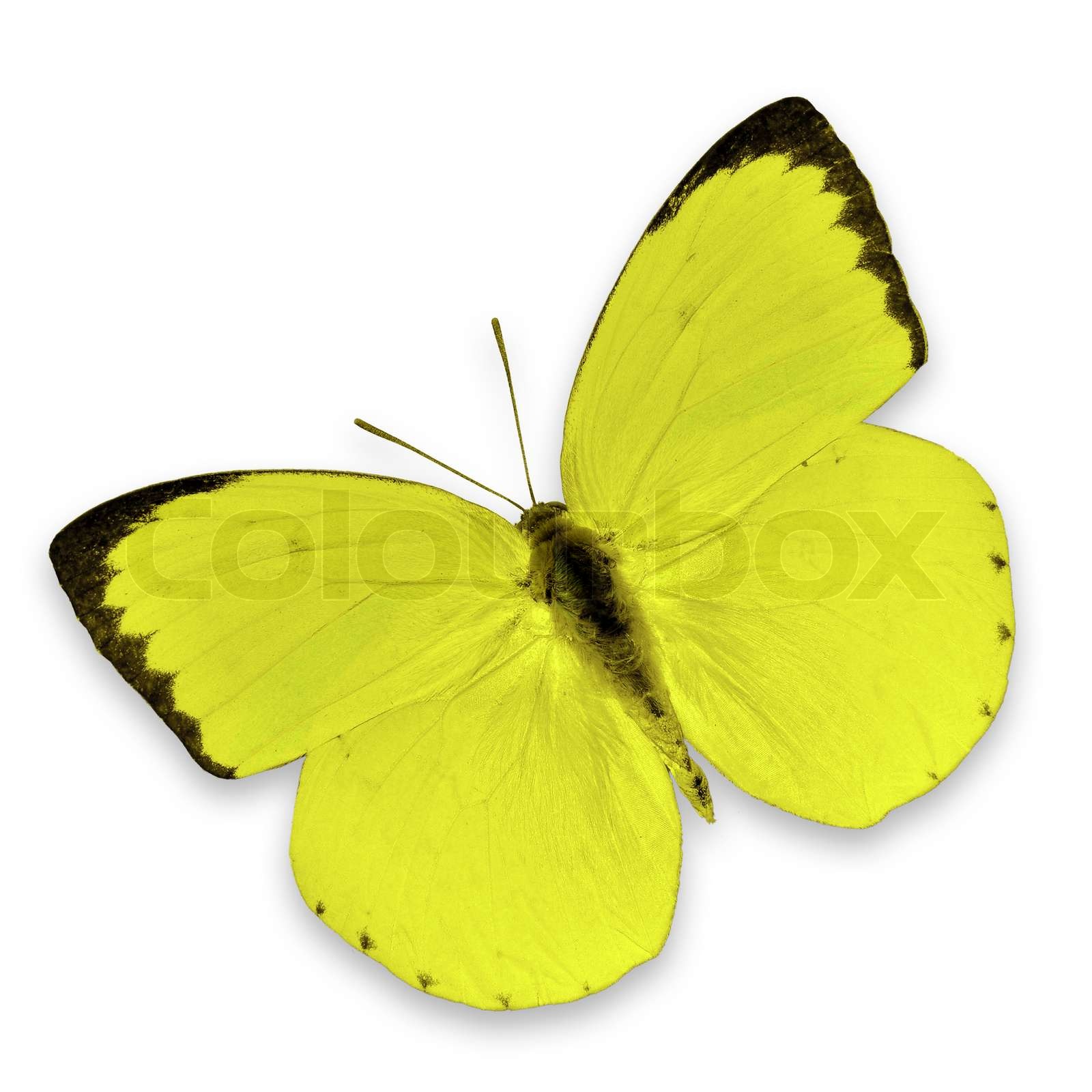 What Do The Yellow Butterflies Mean What Do The Yellow Butterflies Mean