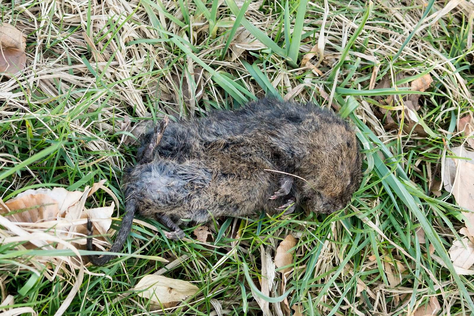 tot Schermaus Stock Bild Colourbox