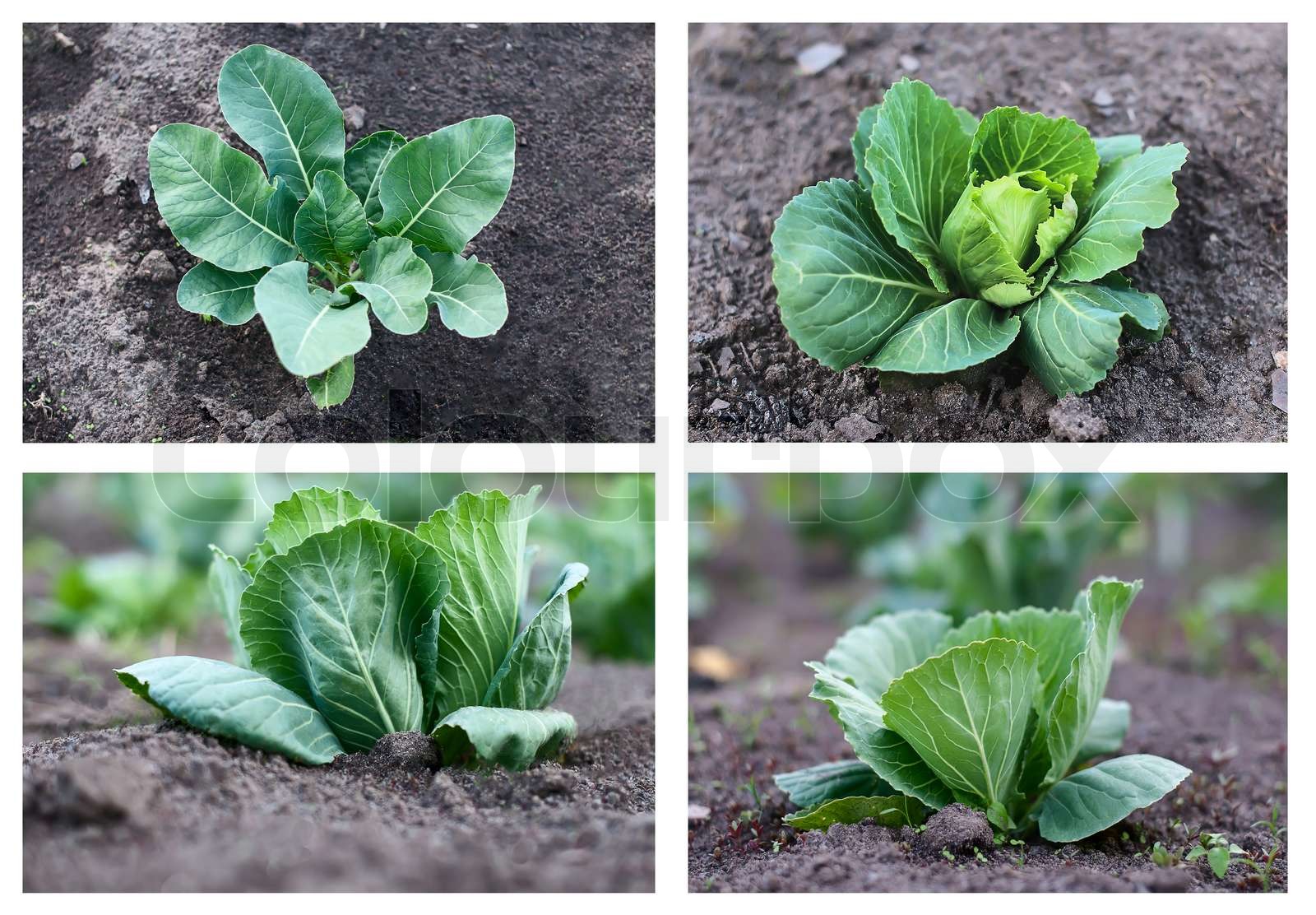 Cabbage Growing Collection Stock Image Colourbox Cabbage Growing Collection Stock Image Colourbox