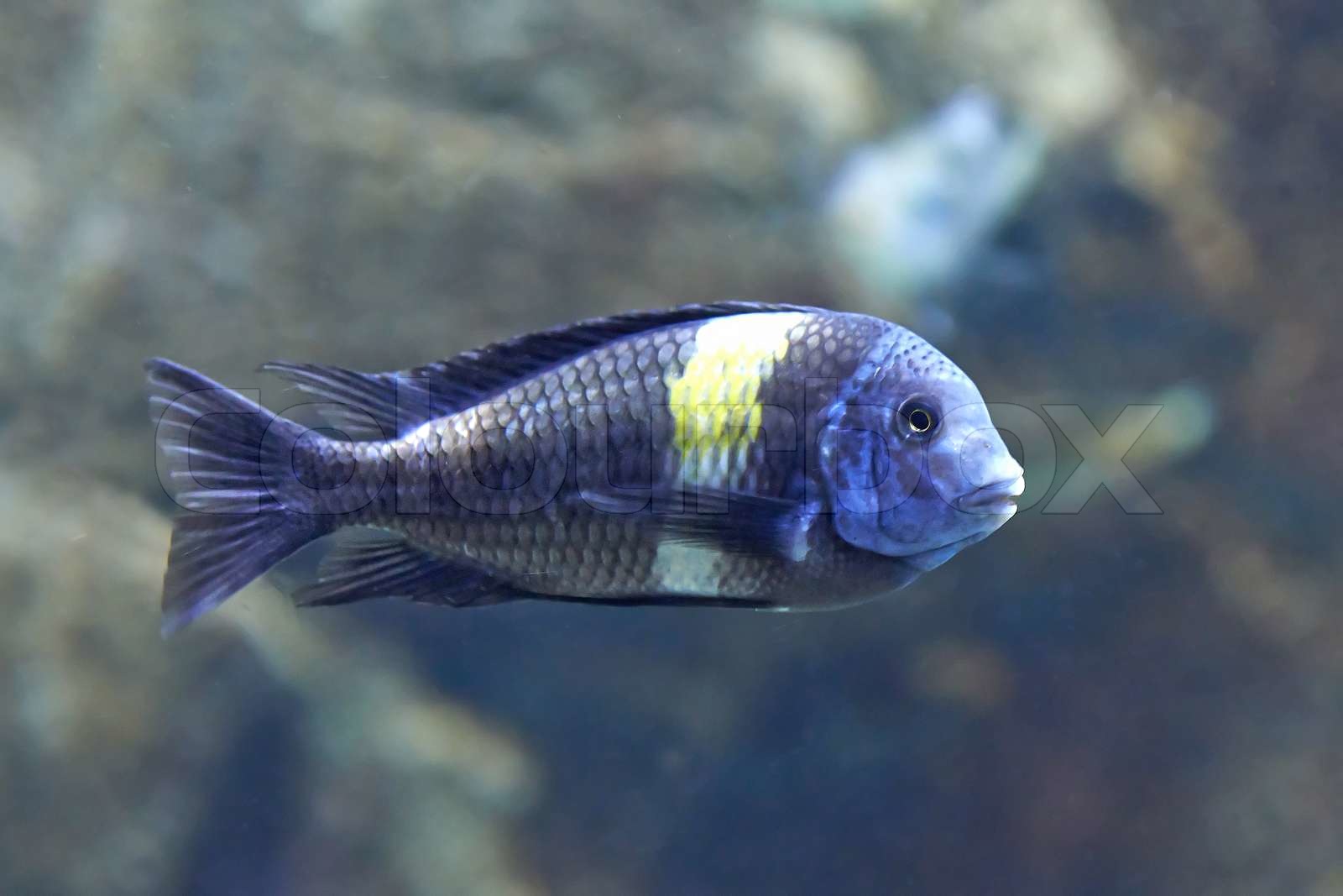 White-Spotted Cichlid (Tropheus duboisi) | Stock foto | Colourbox