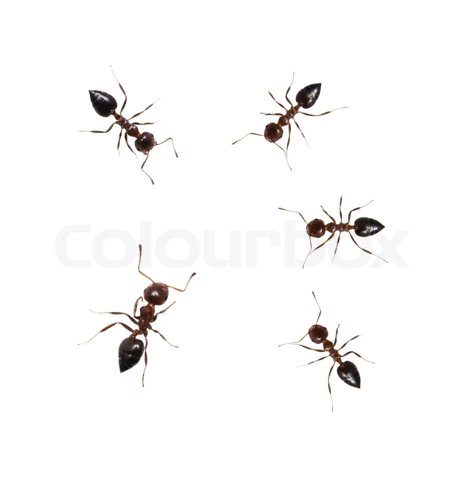 Ameise isoliert auf weißem Hintergrund Stock Bild Colourbox