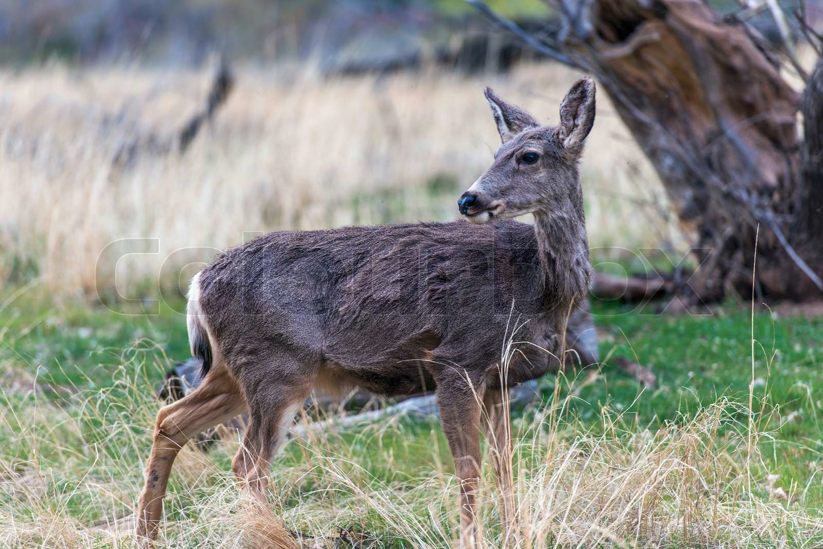 Mule Deer Season In Utah