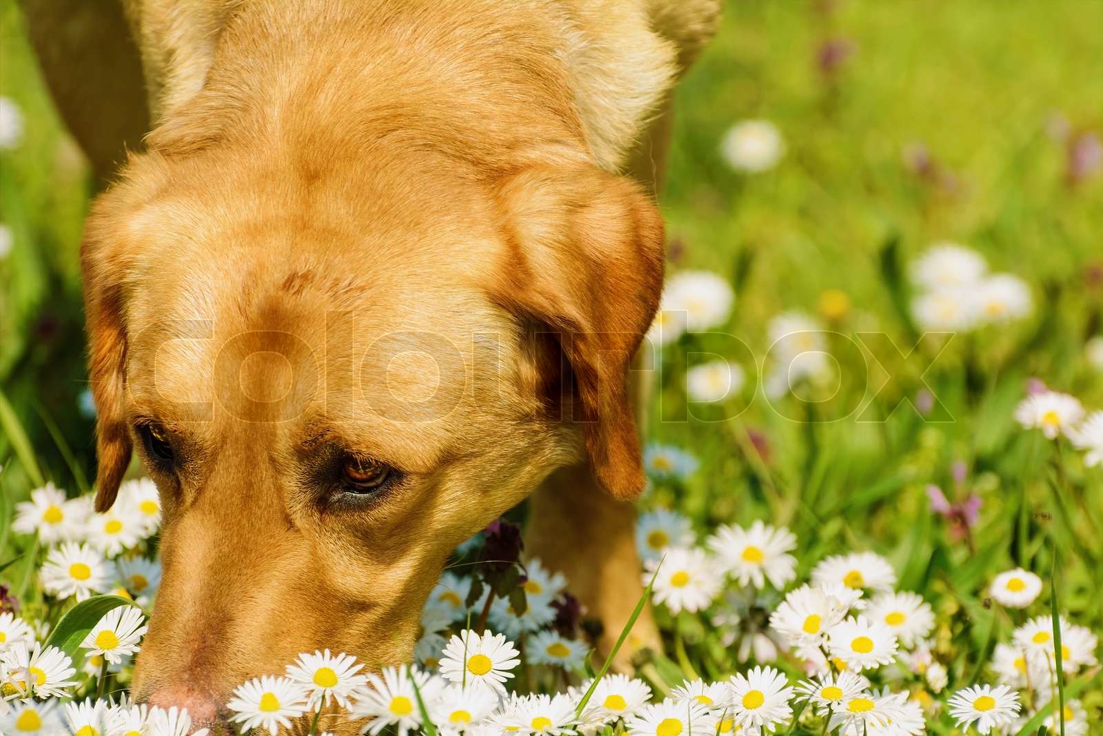 Wie Weit Kann Ein Hund Riechen